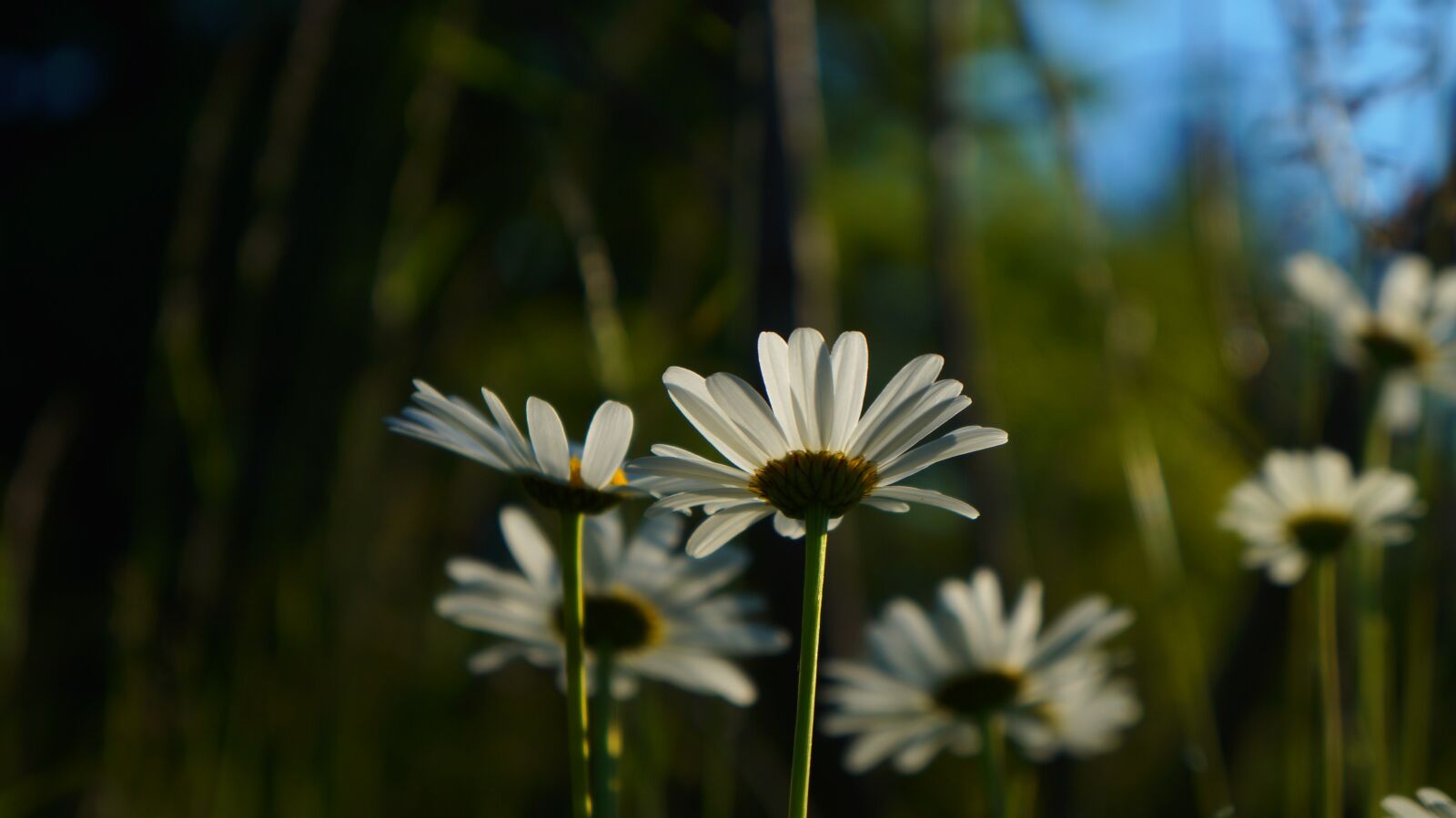 Sony Alpha a3000 + Sony E 18-55mm F3.5-5.6 OSS sample photo. Nature, plants, daisy photography
