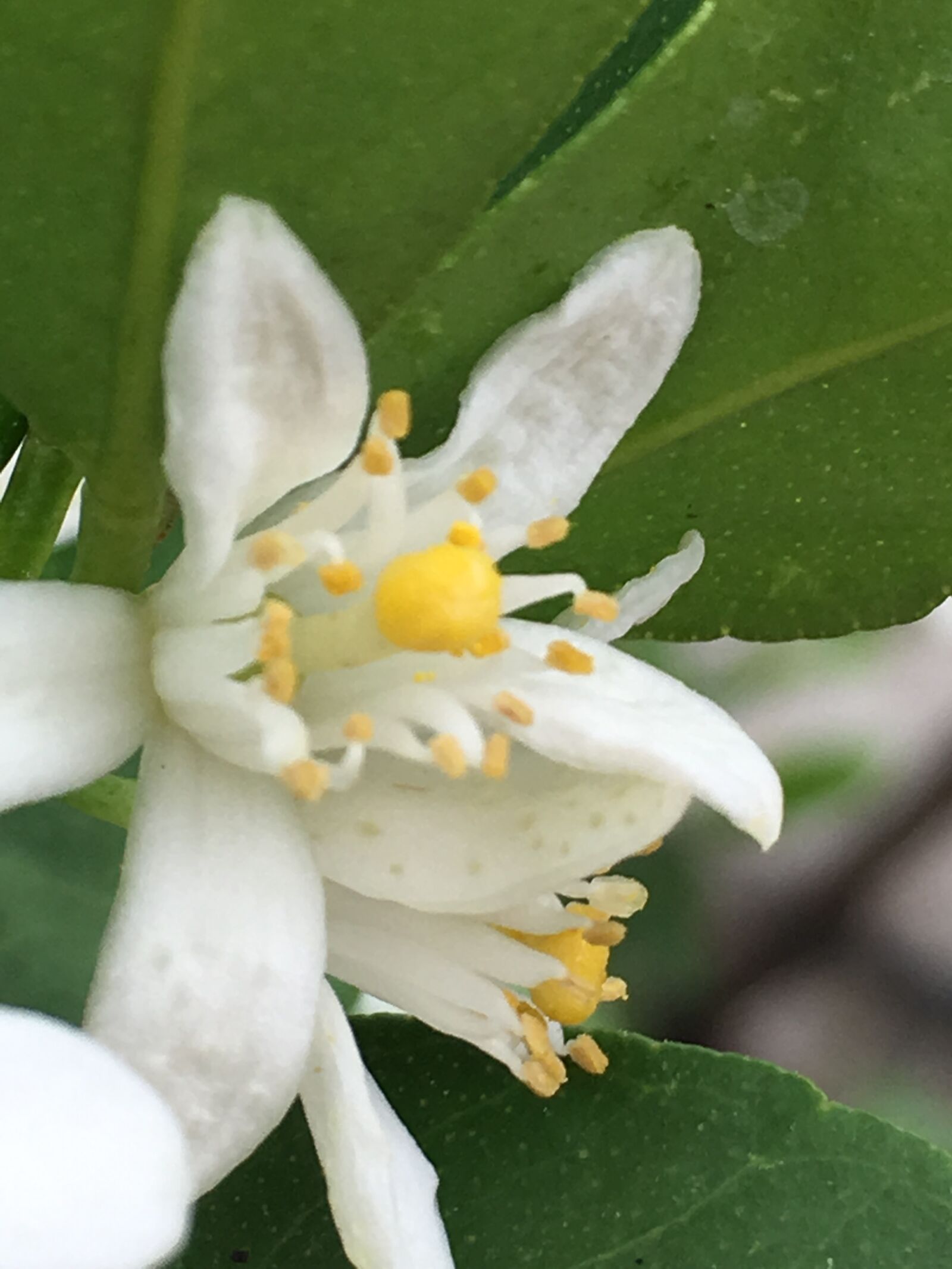 Apple iPhone 6s sample photo. Flower, lemon flower, pistil photography