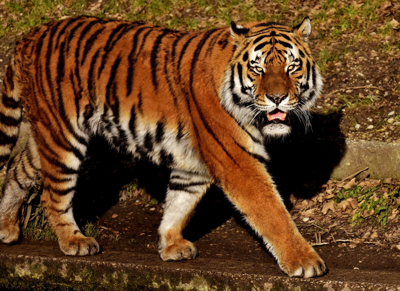 Nikon D7200 sample photo. Tiger, big cat, predator photography