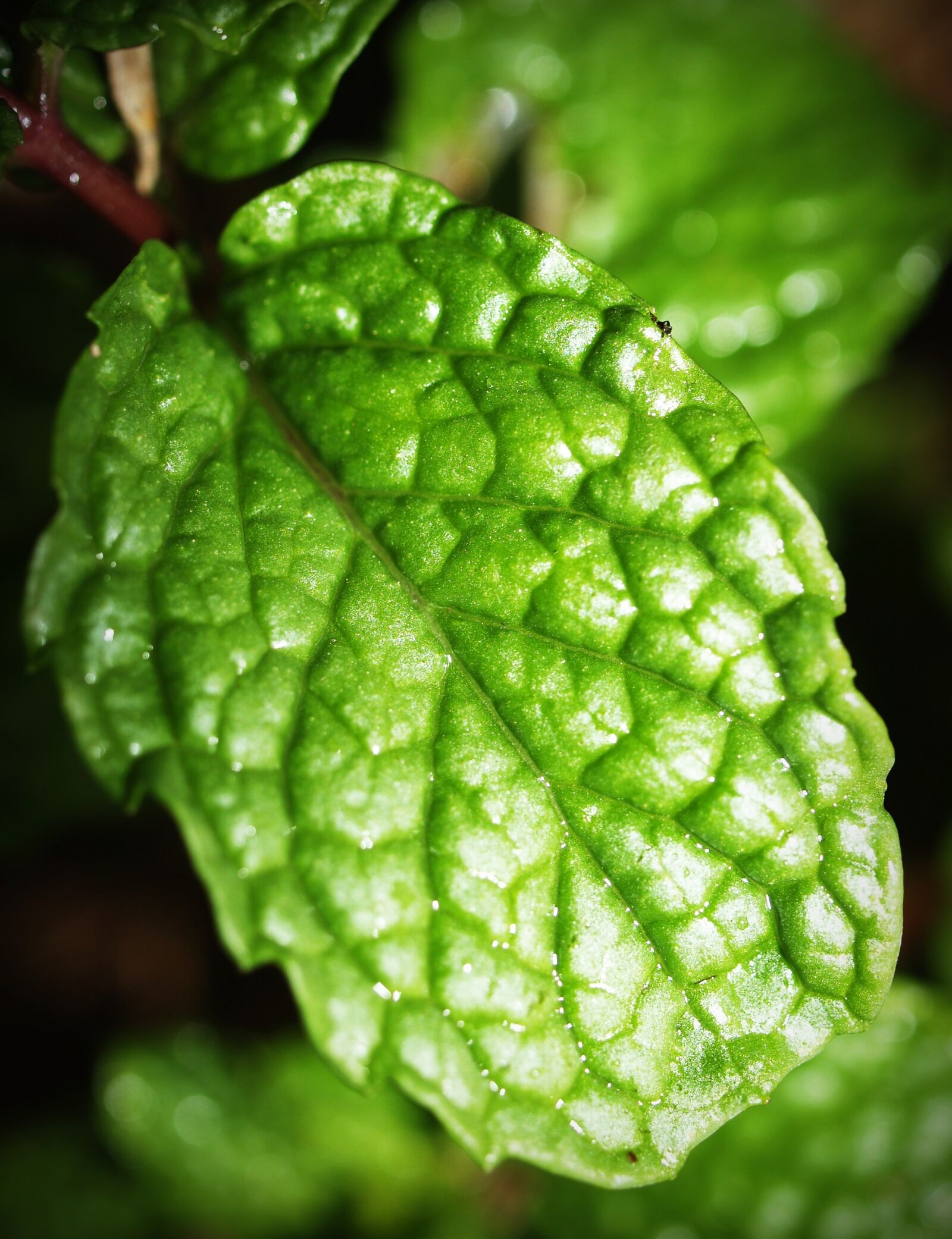 Olympus E-300 (EVOLT E-300) sample photo. Mint, leaf, menthol photography