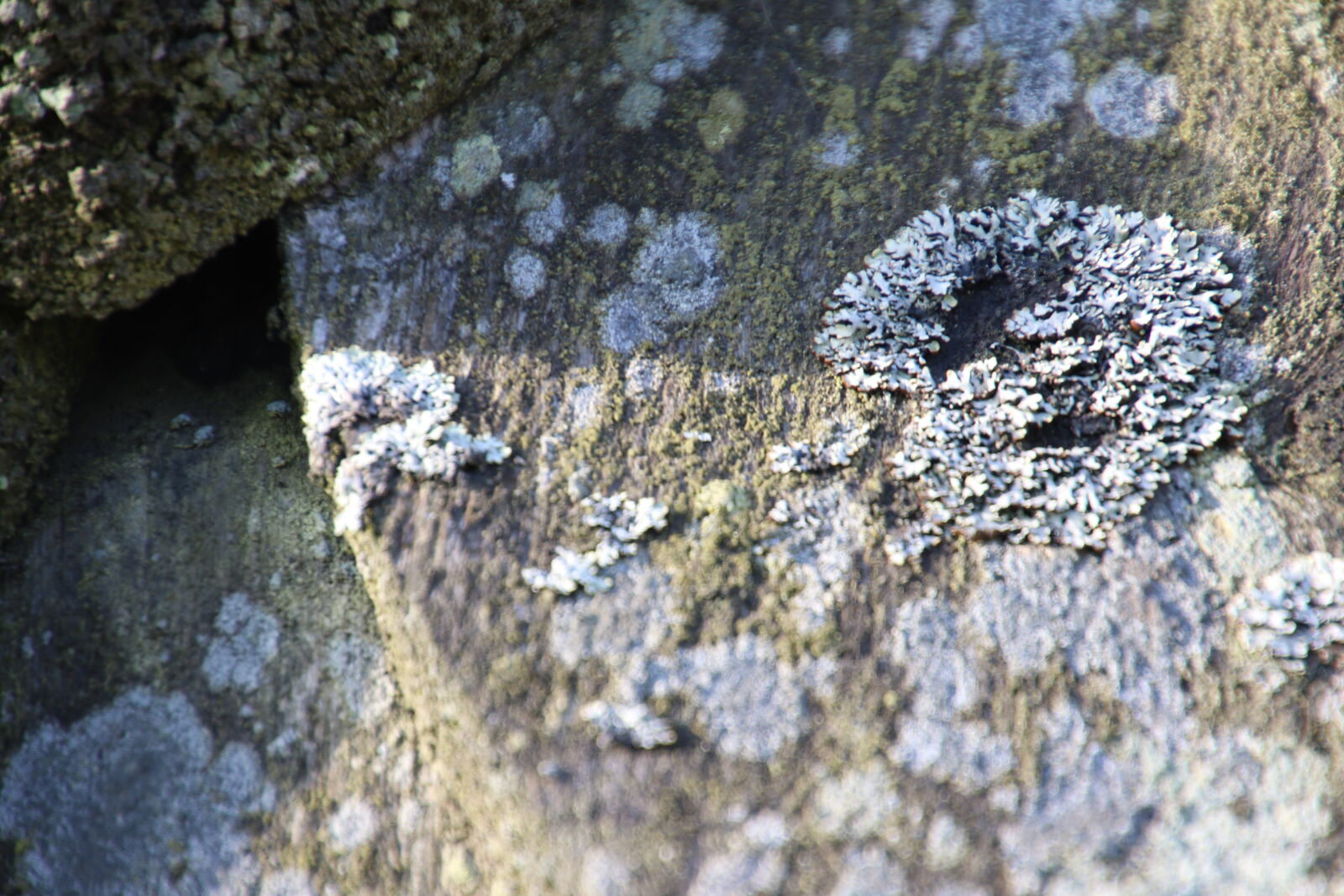 Canon EOS 7D Mark II sample photo. Fortress, moss, old, building photography