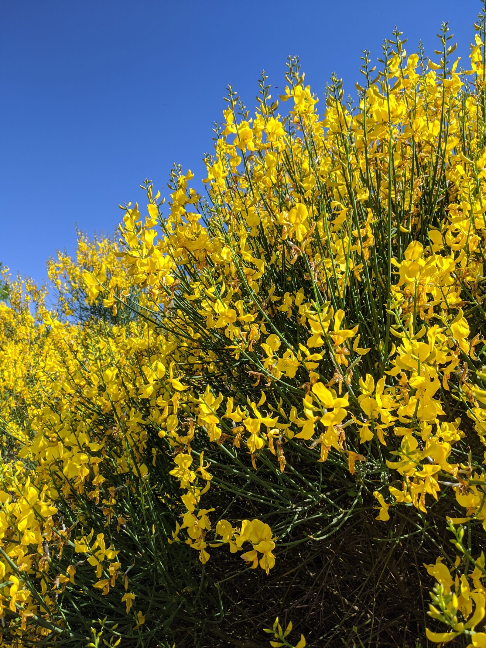 Google Pixel 3a sample photo. Flowers, yellow, spring photography