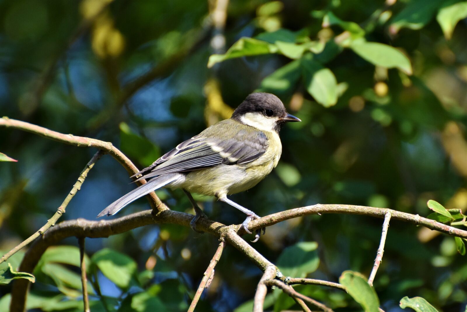 Nikon D7200 sample photo. Tit, songbird, small bird photography