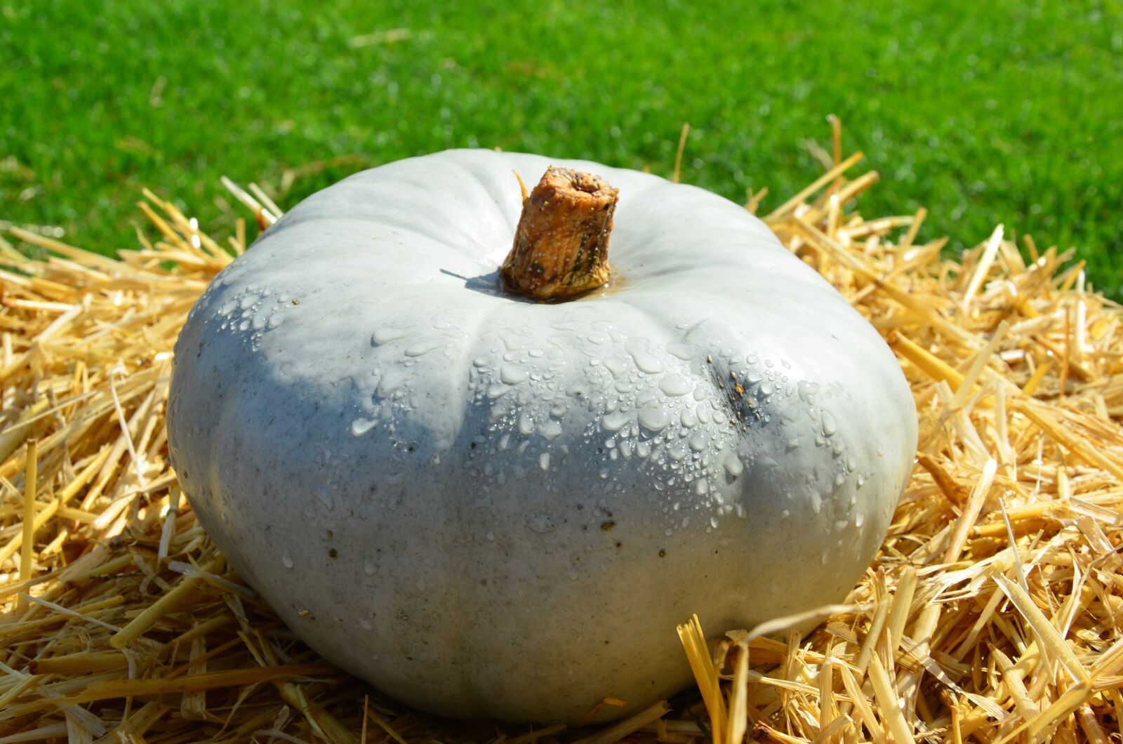 Nikon D5100 sample photo. Pumpkin, autumn, straw photography