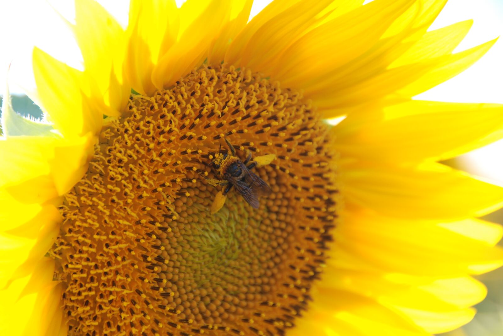 Nikon D80 sample photo. Sunflower, sunflower patch, flower photography