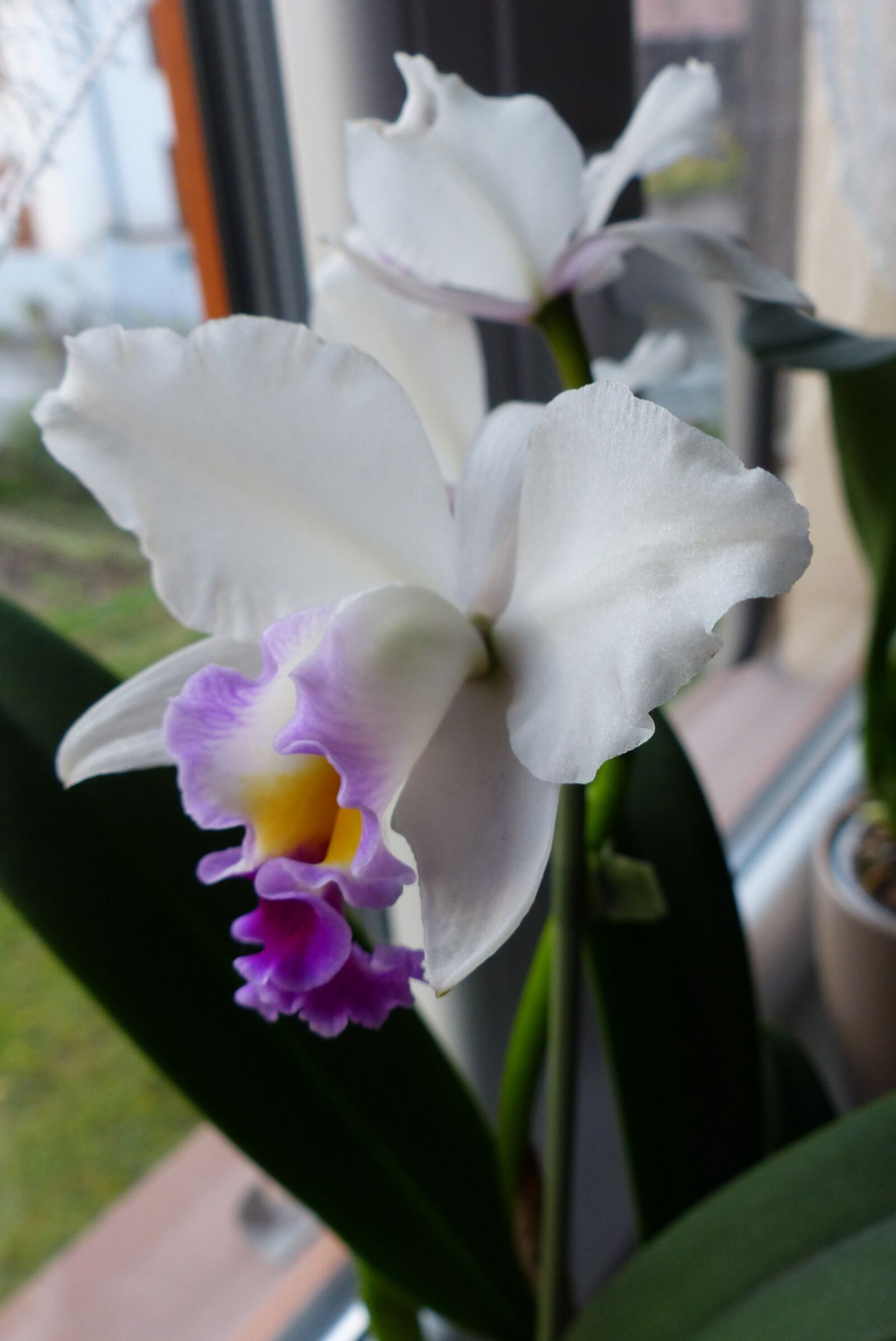 Panasonic Lumix DMC-FZ200 sample photo. Orchid, cattleya, flower photography