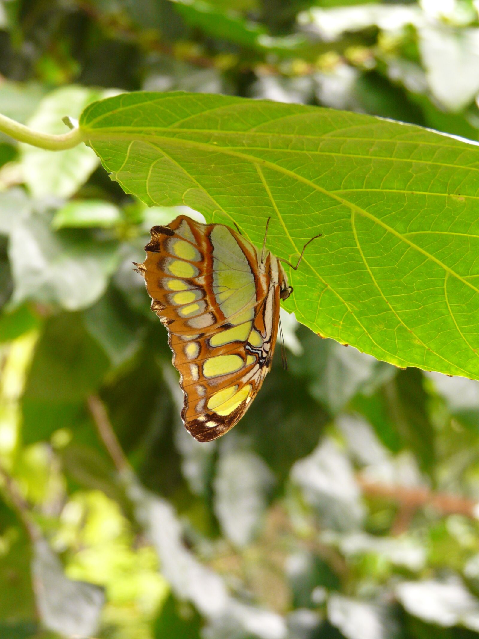 Panasonic DMC-FZ18 sample photo. Malachite butterfly, butterfly, siproeta photography