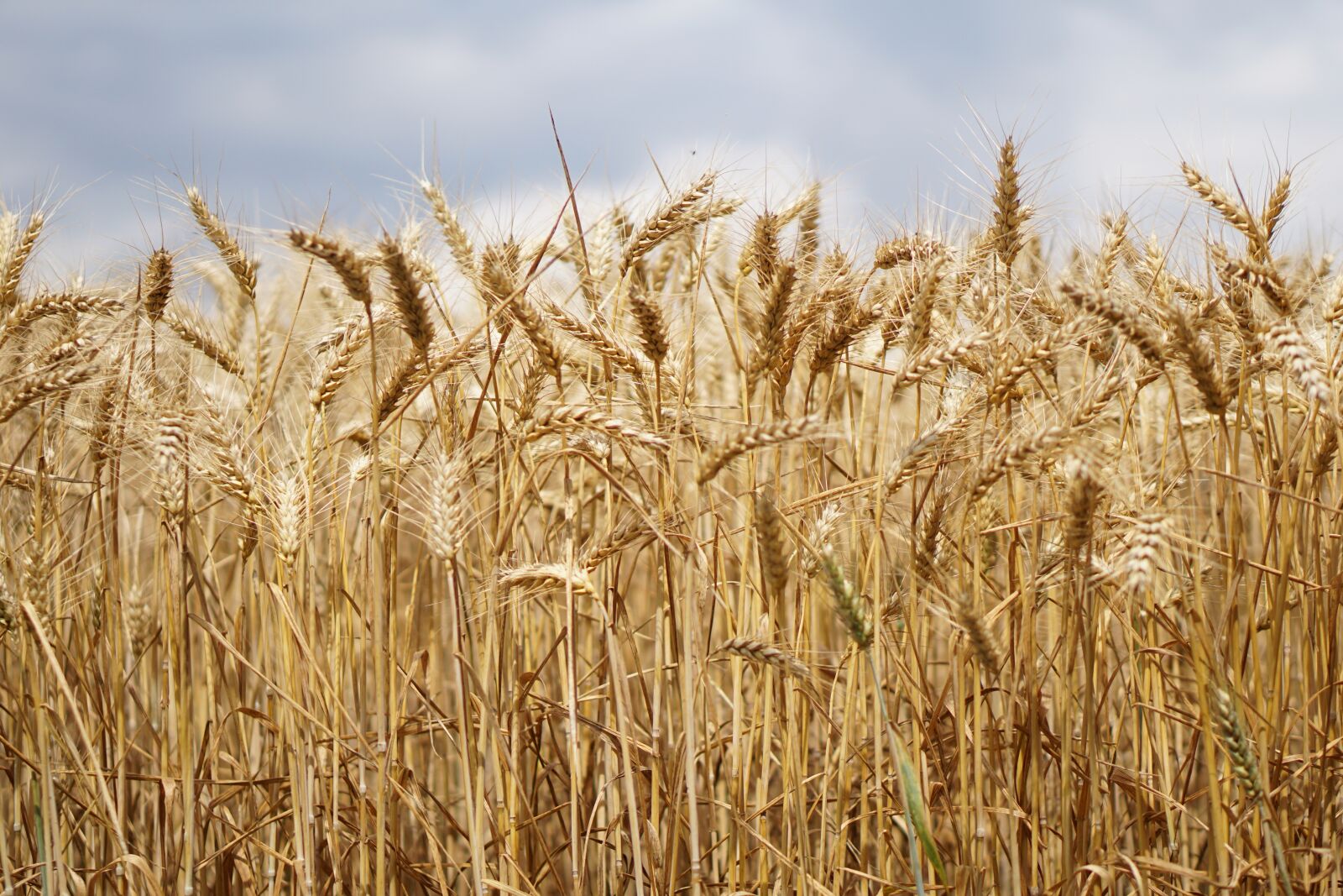E 50mm F1.8 OSS sample photo. Wheat field, wheat, wheat photography