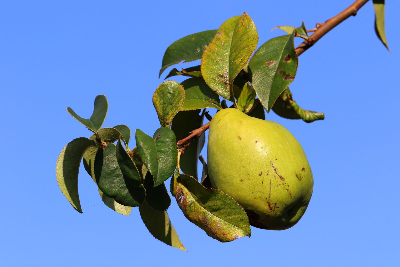 Canon EOS 7D Mark II sample photo. Quince, chinese quince, fruit photography