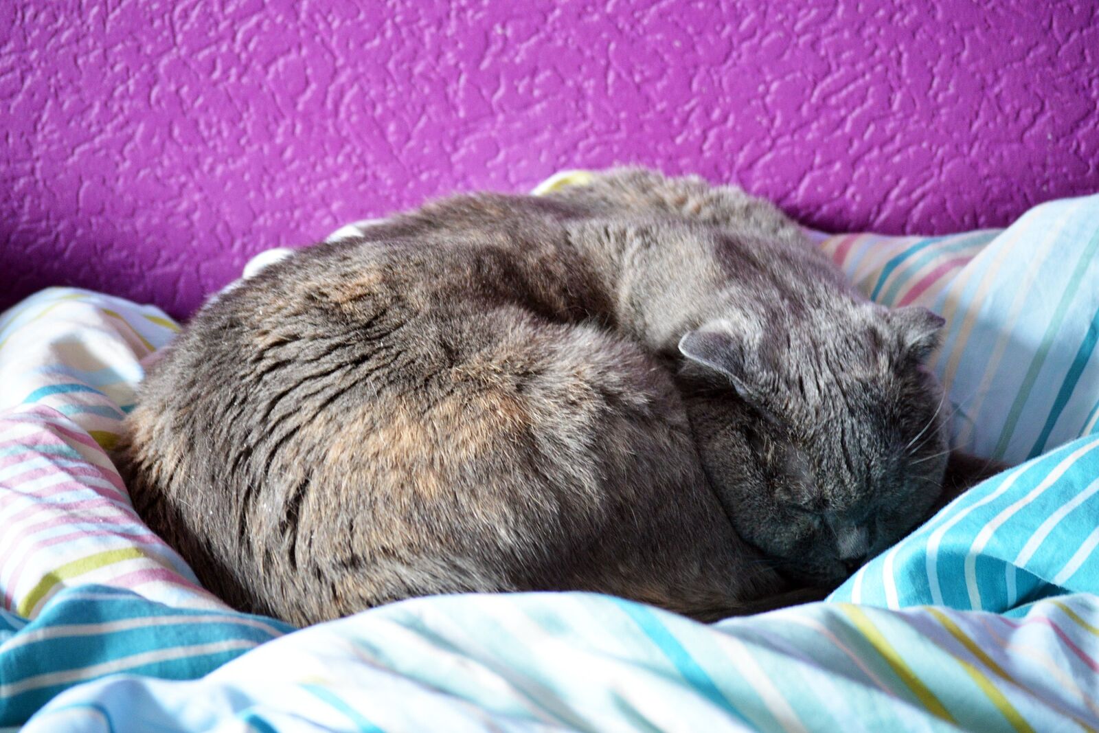 Nikon D3200 sample photo. Sleepy, cat, cuddling photography