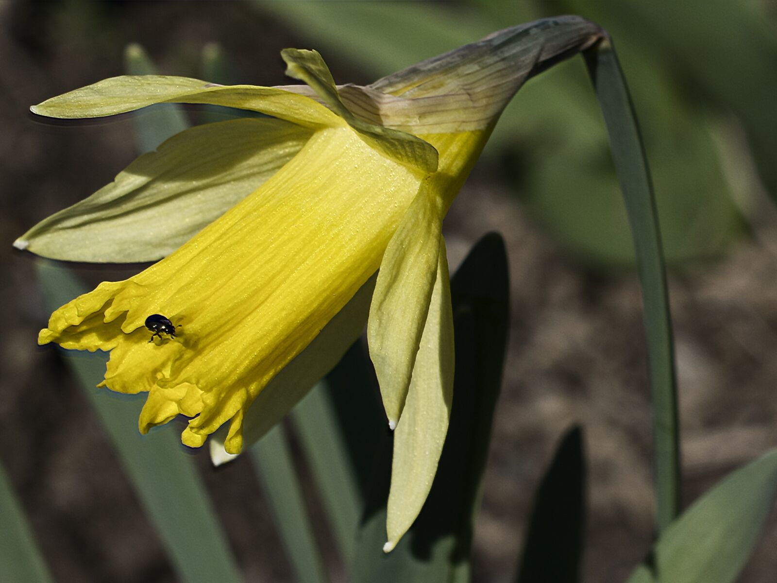 Nikon D3300 sample photo. Daffodil, flower, plant photography
