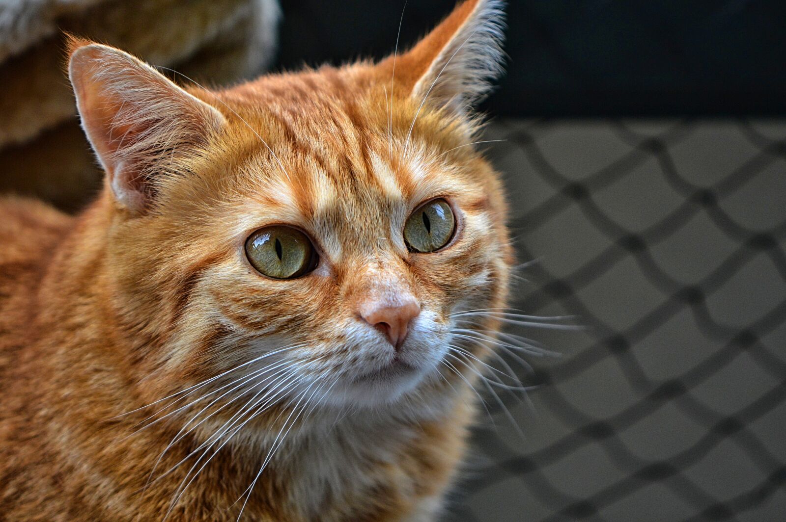 Nikon D3200 sample photo. Cat, mackerel, red photography