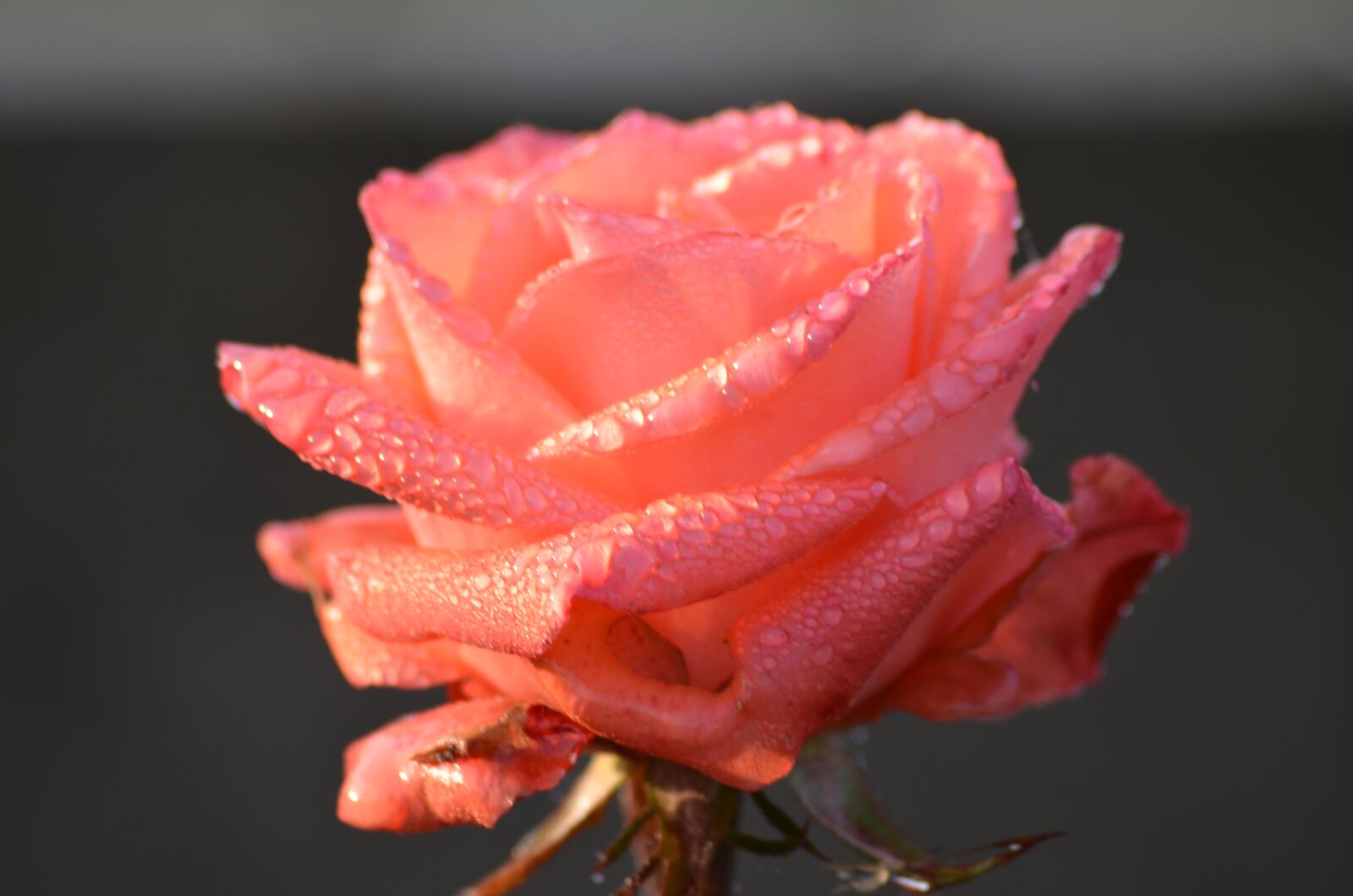 Nikon D7000 sample photo. Rose, rosa, morning photography