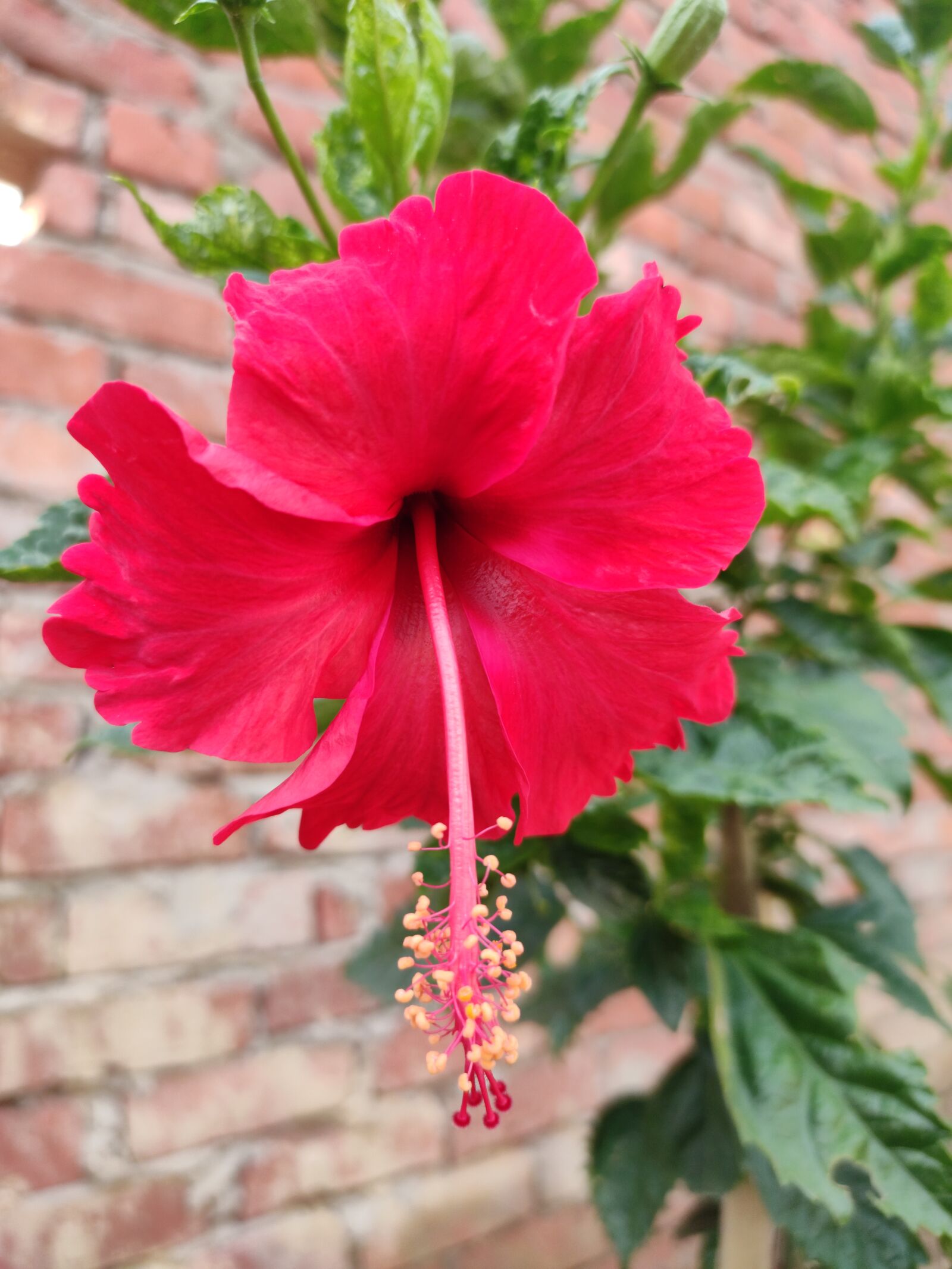 Xiaomi Redmi Note 7 Pro sample photo. Flowers, tree, portrait photography
