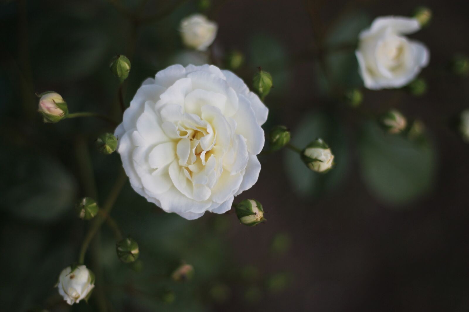 Canon EF 50mm F1.8 II sample photo. Rose, white, buds photography