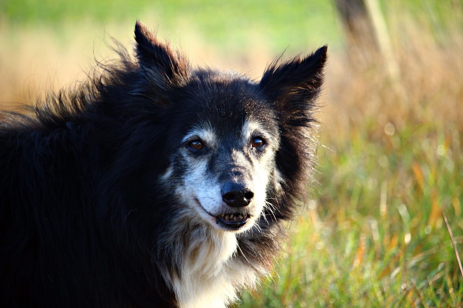 Canon EOS 100D (EOS Rebel SL1 / EOS Kiss X7) sample photo. Dog, border, collie photography