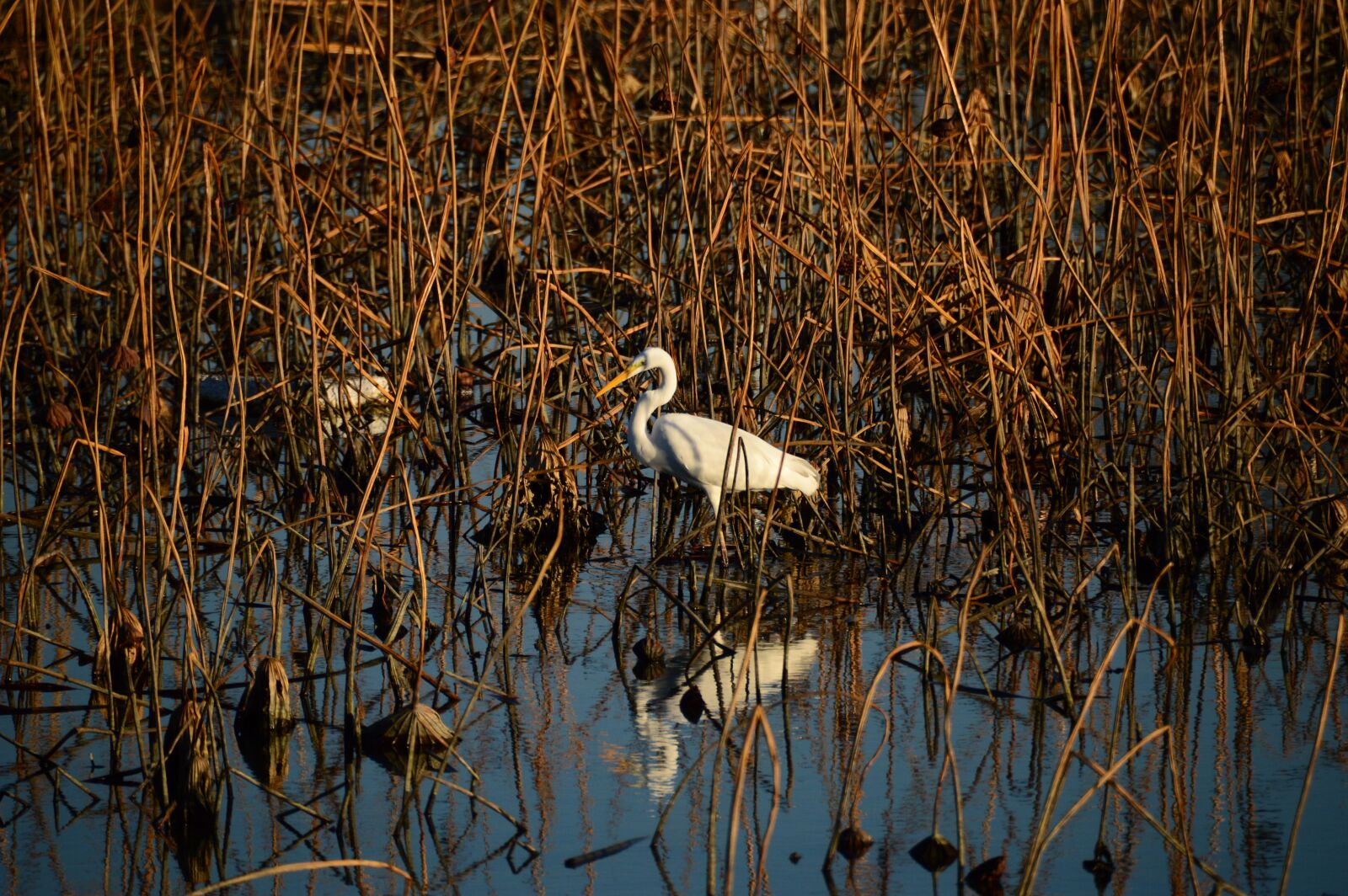 Nikon D3200 sample photo. New, stork, birds photography