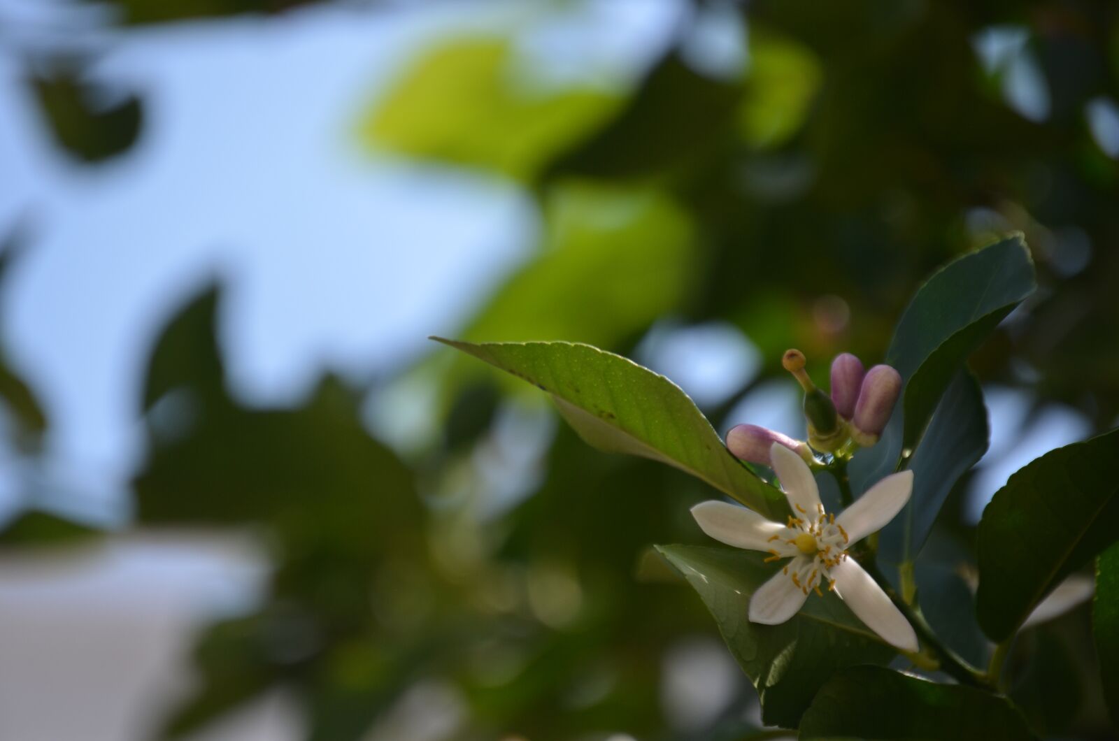 Nikon D5100 sample photo. Tree, macro, flower photography
