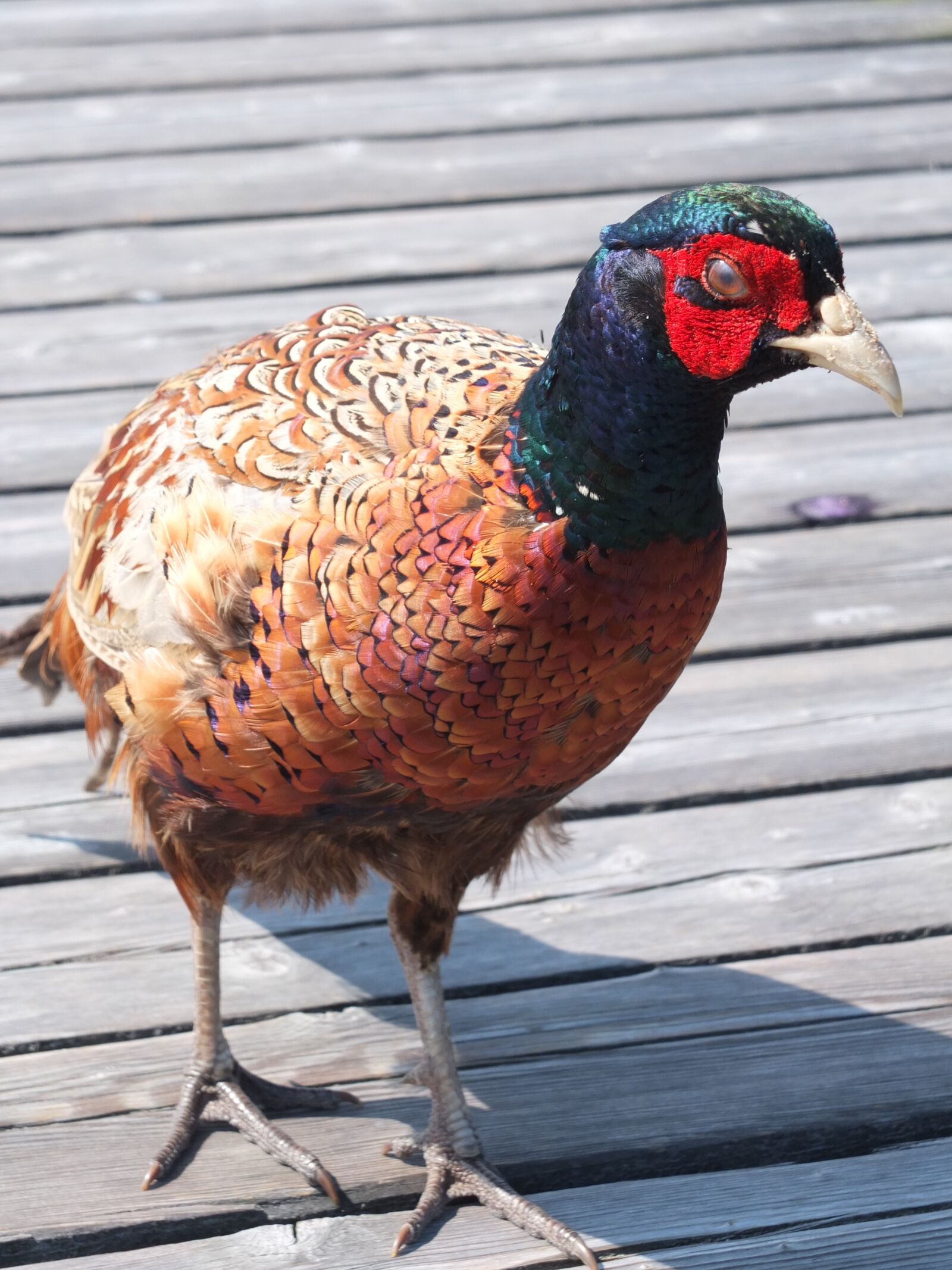 Fujifilm X10 sample photo. Pheasant, bird, plumage photography