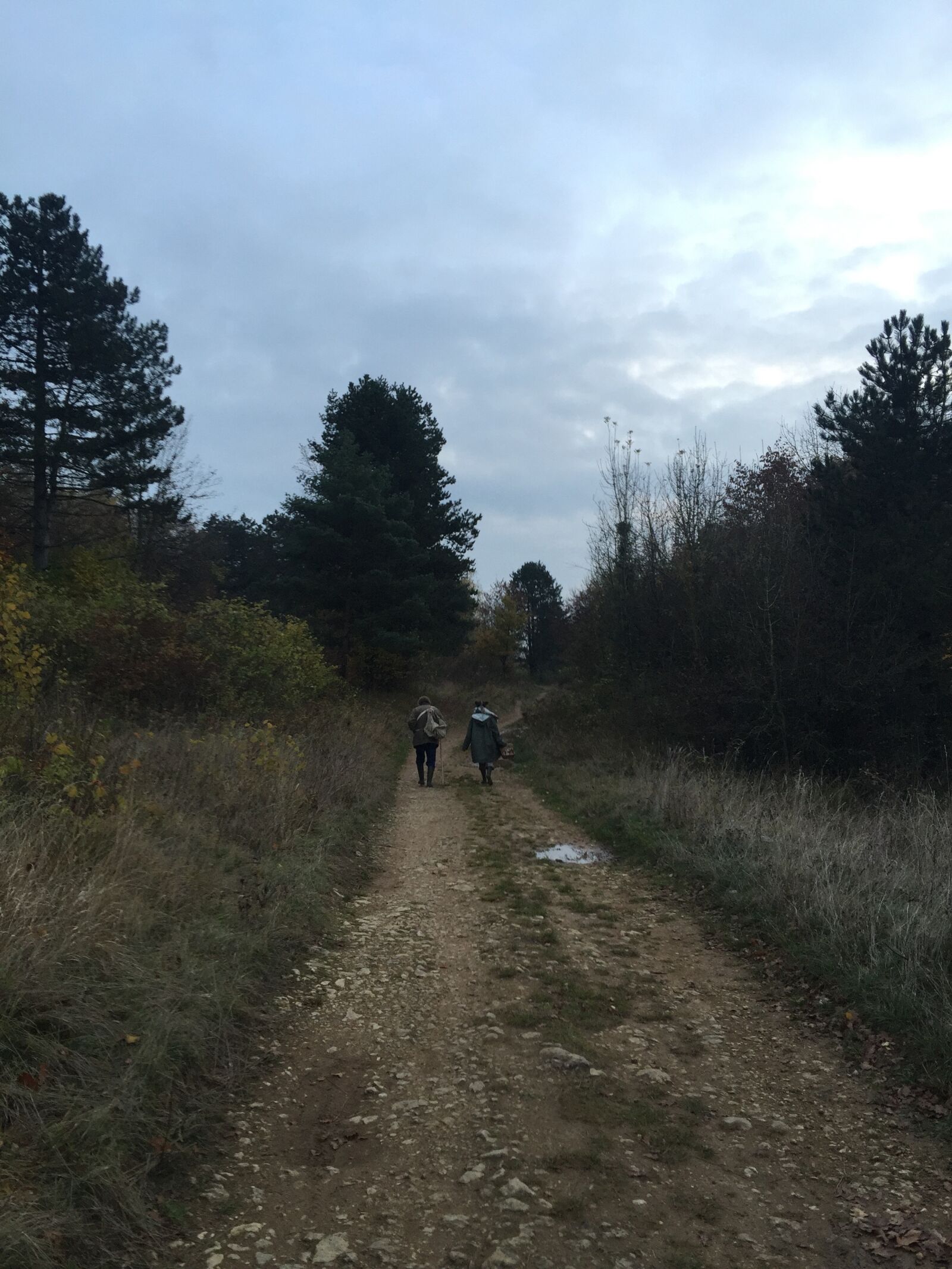 iPhone 6 Plus back camera 4.15mm f/2.2 sample photo. Path, ballad, forest photography