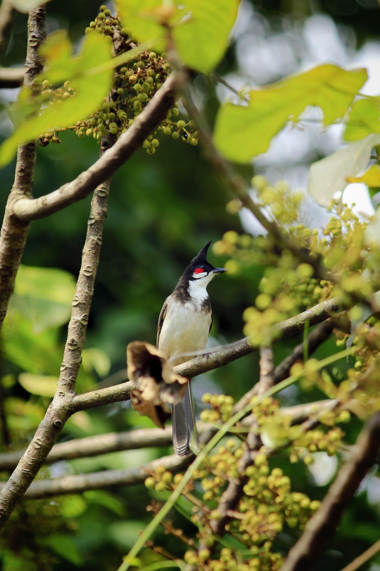 Canon EOS 700D (EOS Rebel T5i / EOS Kiss X7i) sample photo. Red-whiskered bulbul, crested bulbul photography