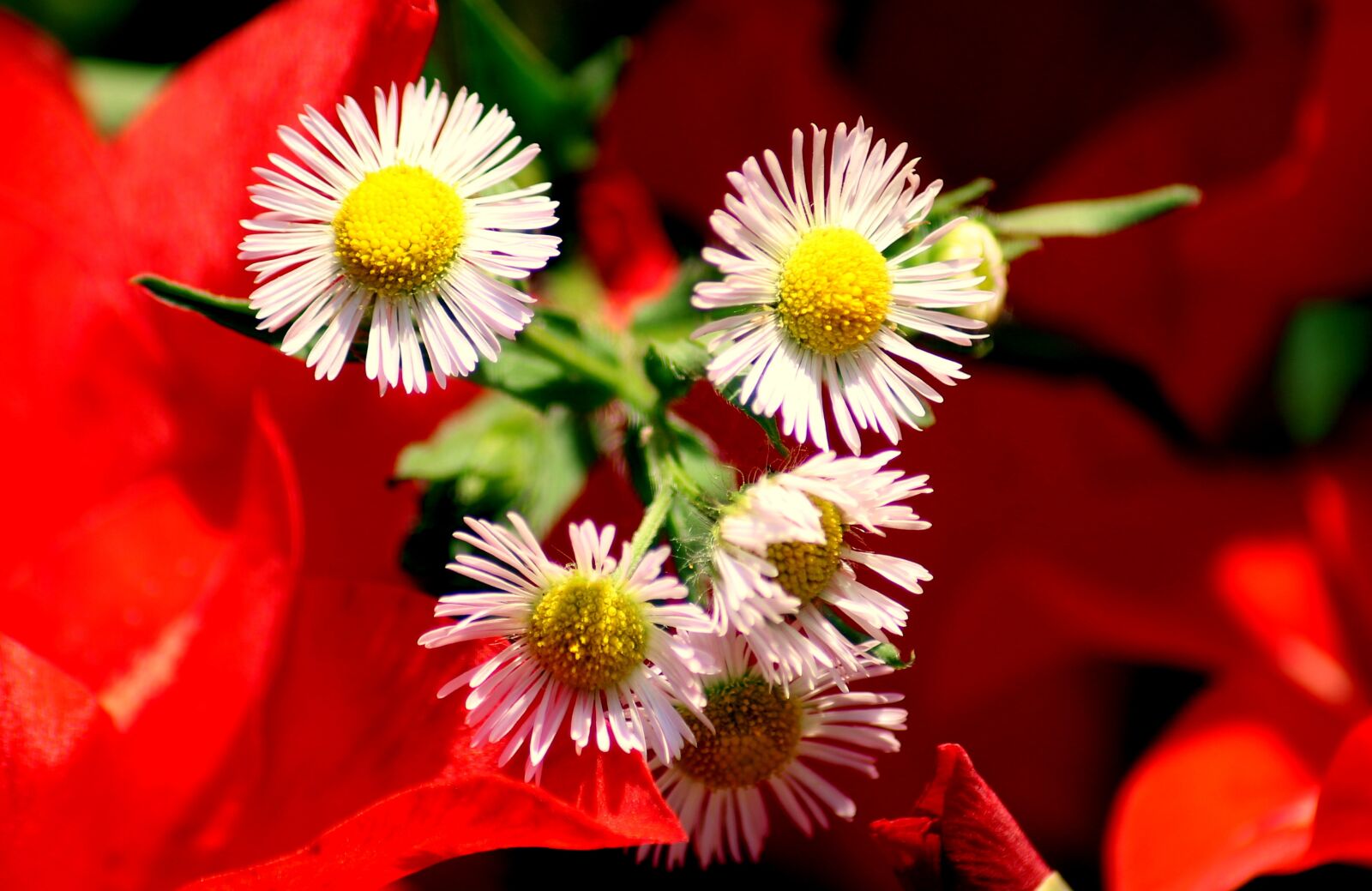 Canon EOS 1200D (EOS Rebel T5 / EOS Kiss X70 / EOS Hi) sample photo. Flowers, white, summer photography