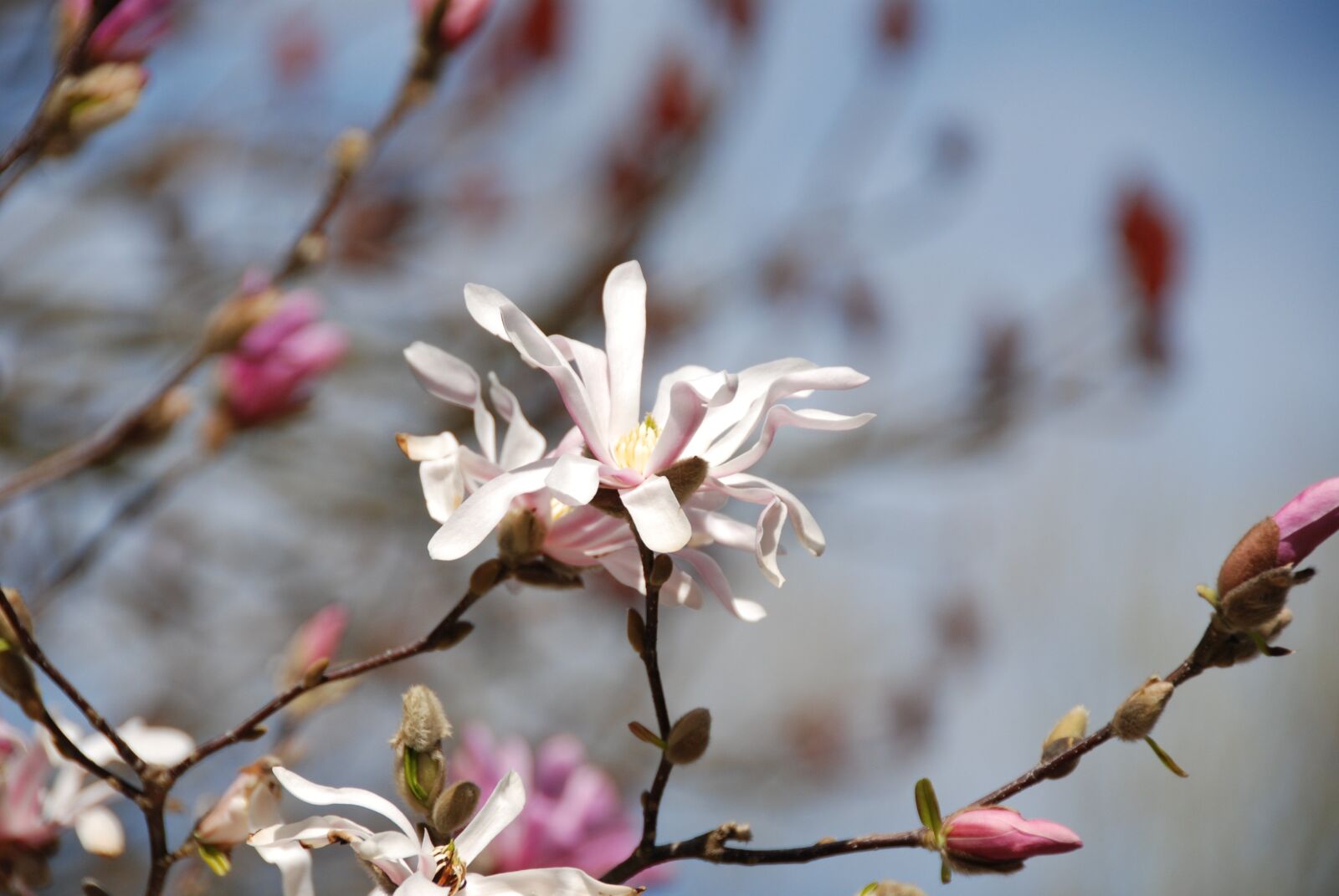 Nikon D80 sample photo. Magnolia, flowers, bud photography