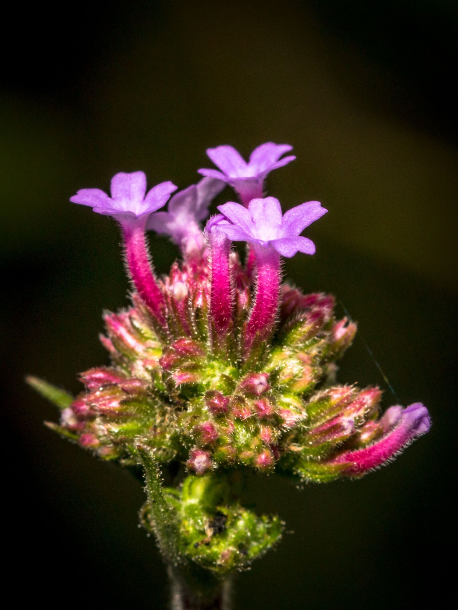 Canon EOS 70D sample photo. Flower, small, small flower photography