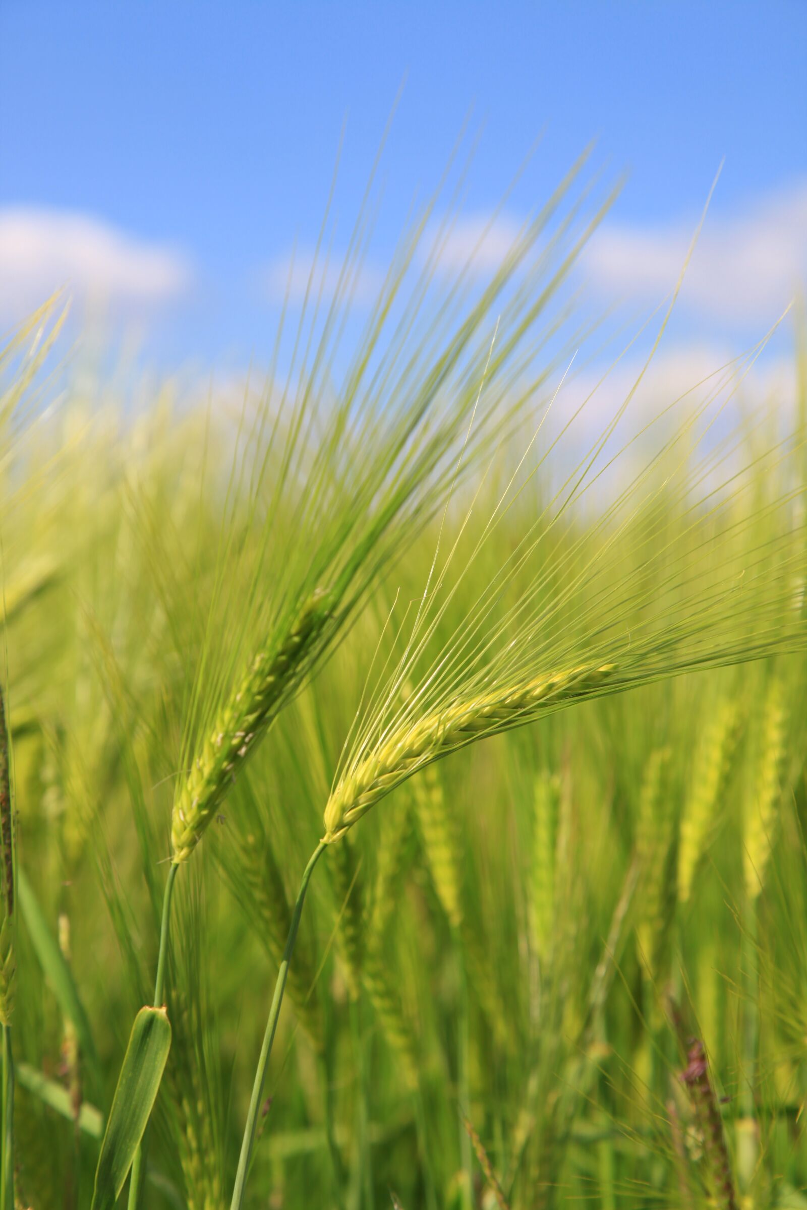 Canon EOS 5D Mark II sample photo. Barley, wheat, fields photography