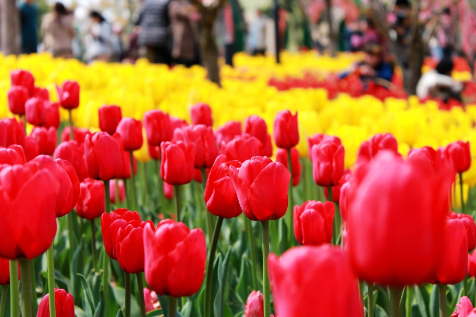 Canon EOS 500D (EOS Rebel T1i / EOS Kiss X3) sample photo. Tulip, garden, flower photography
