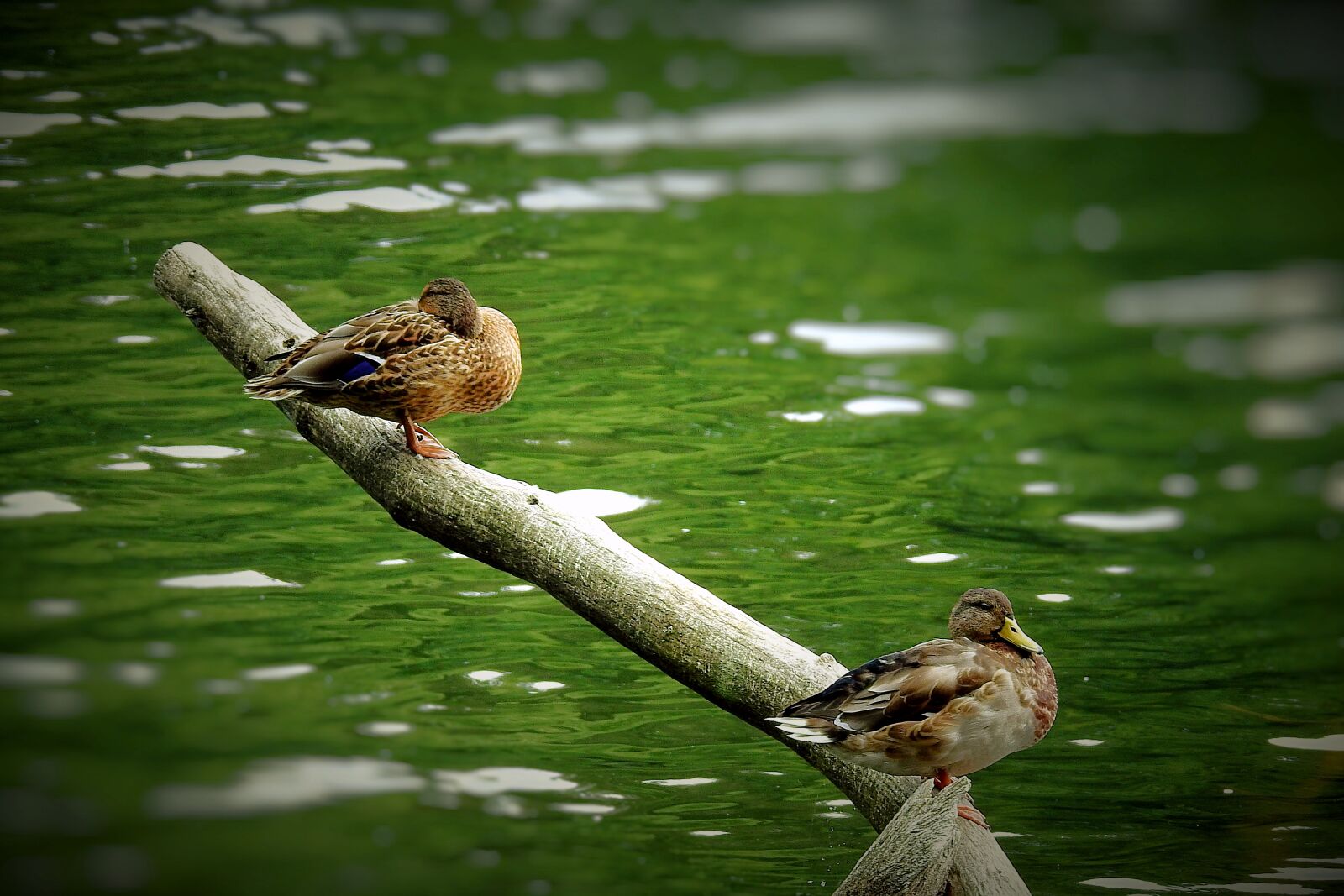 Nikon Coolpix P900 sample photo. Ducks, lake, birds photography
