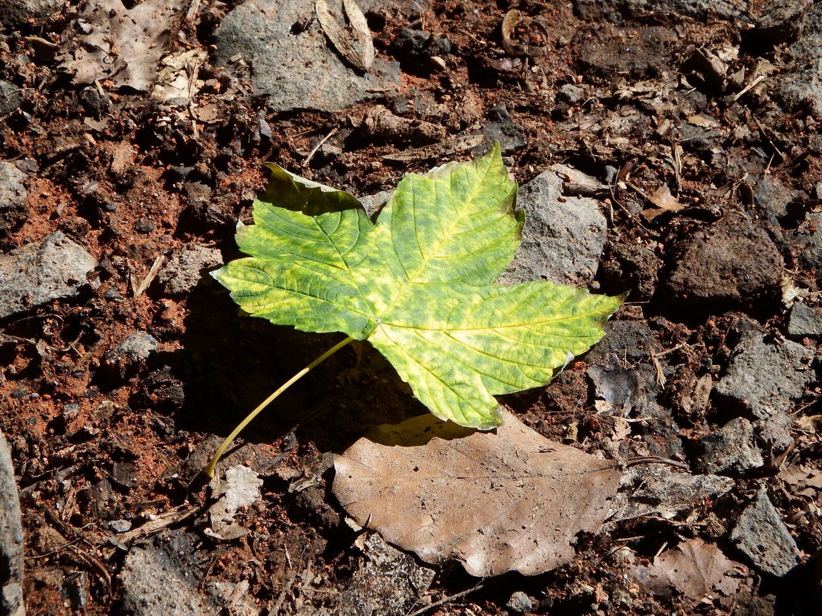 Fujifilm FinePix SL1000 sample photo. Green leaf, green leaves photography