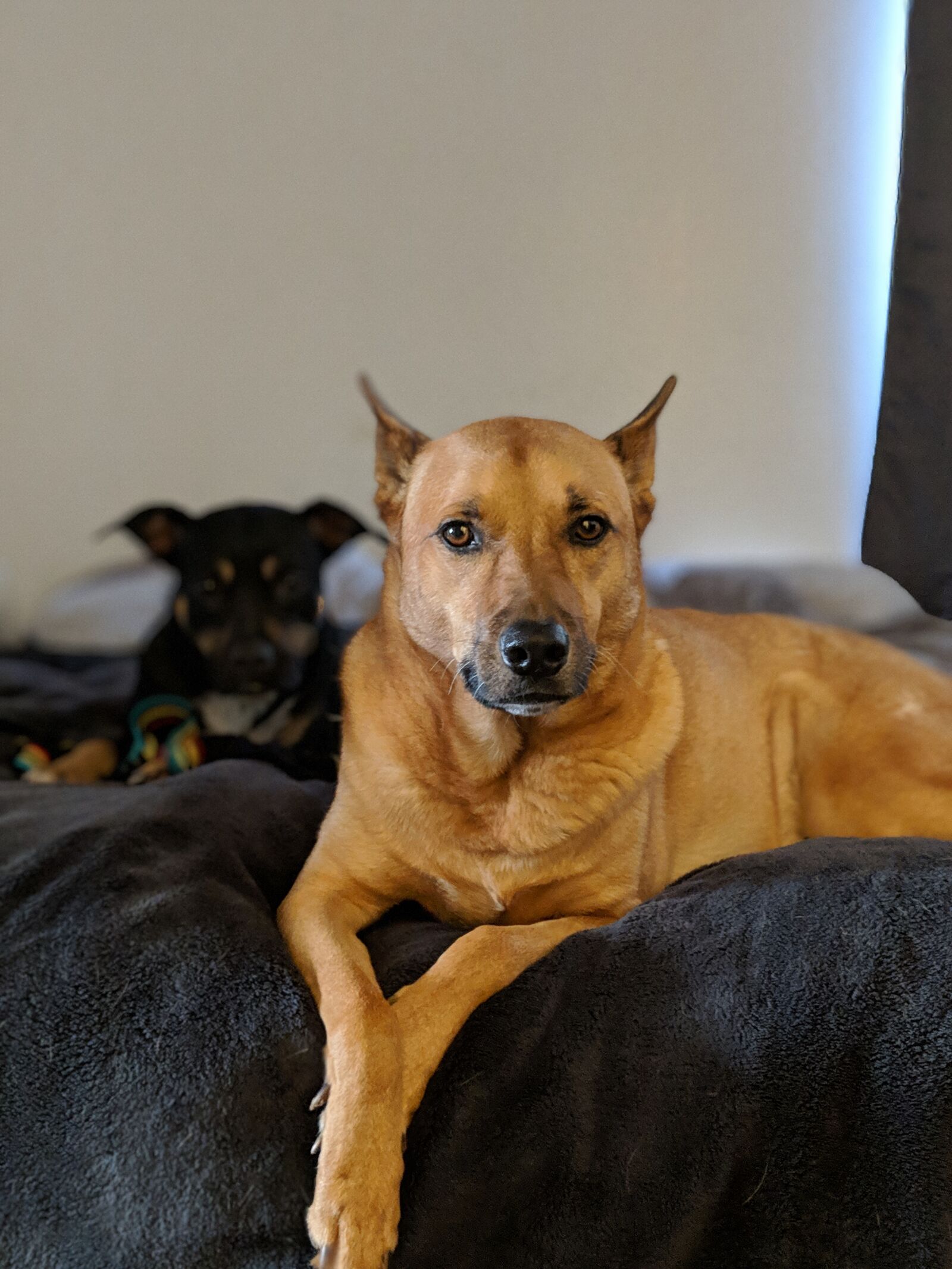 Google Pixel 2 sample photo. Dog, pair, canine photography