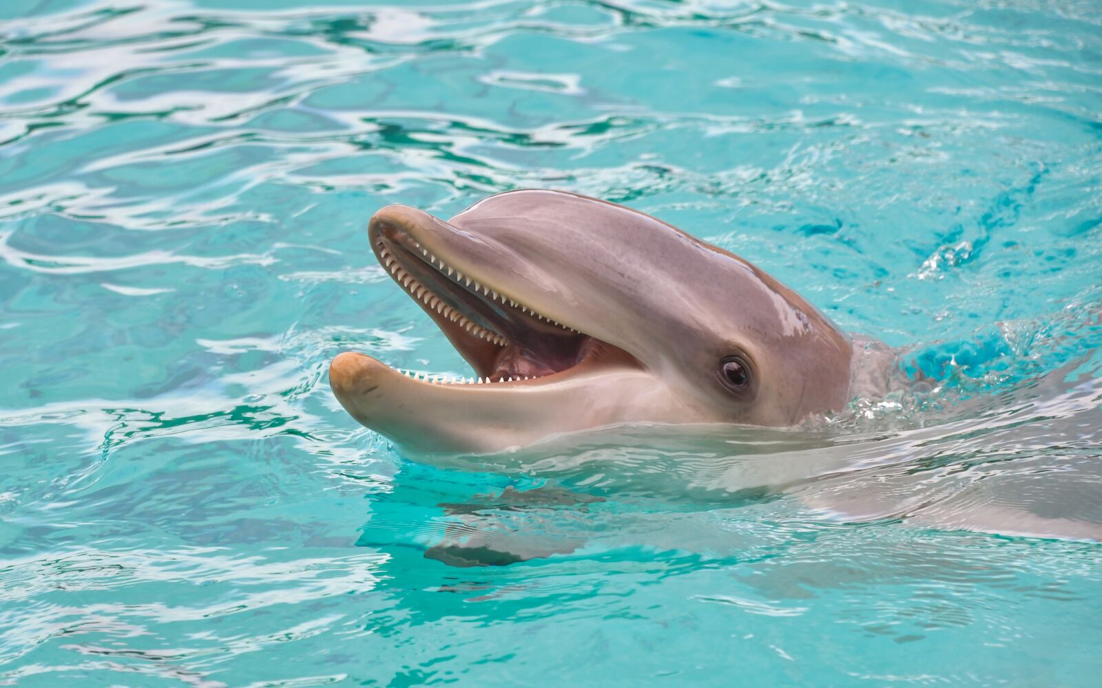 Nikon D500 sample photo. Dolphin, look, happy photography