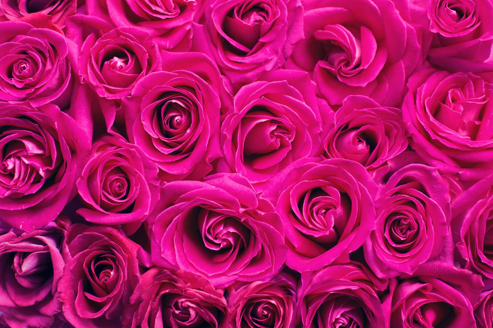 Canon EF 50mm F1.4 USM sample photo. Pink roses, roses, background photography