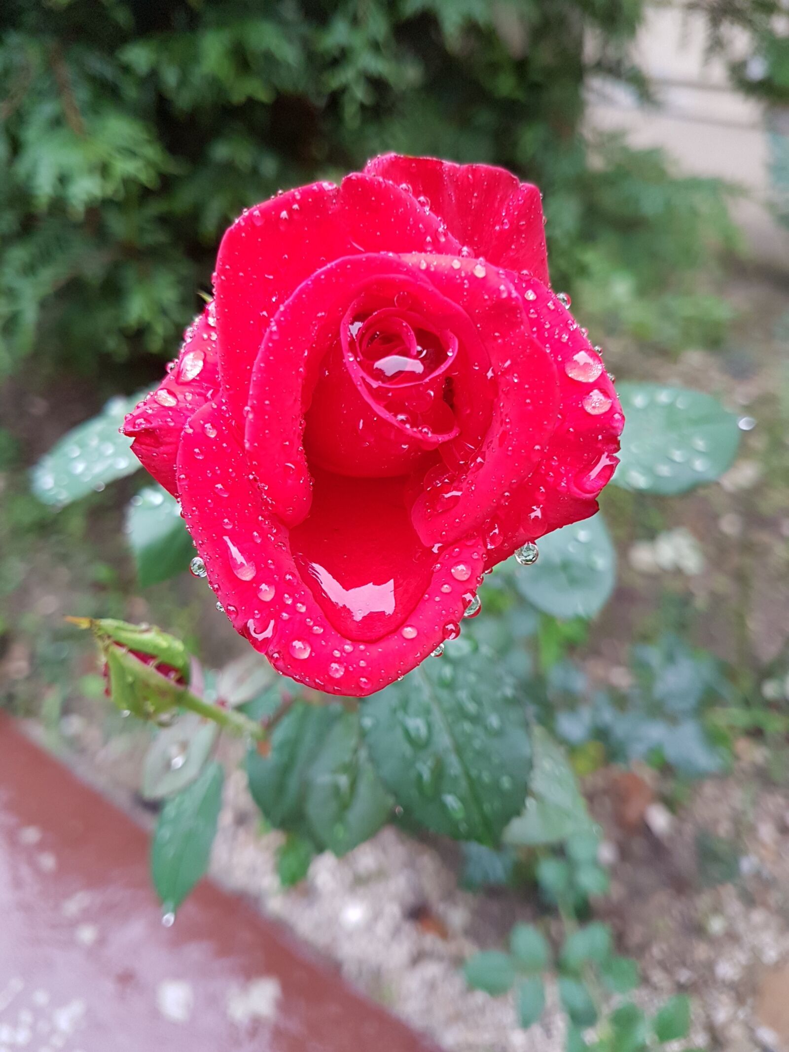 Samsung Galaxy S7 Edge sample photo. Red rose, rain, flower photography