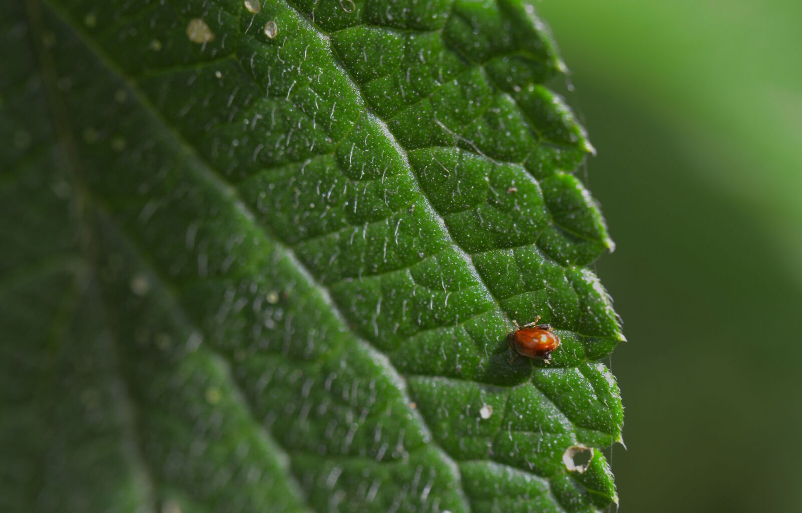 Nikon D3200 sample photo. Costa rica, plant, leaf photography