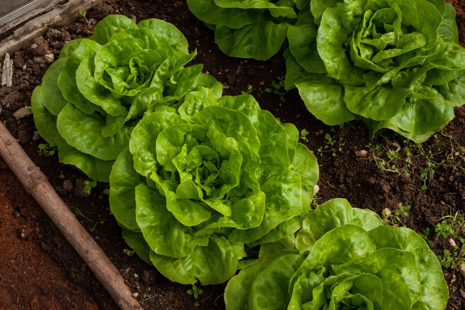 Canon EF 50mm F1.8 II sample photo. Salad, self-cultivation, fresh photography