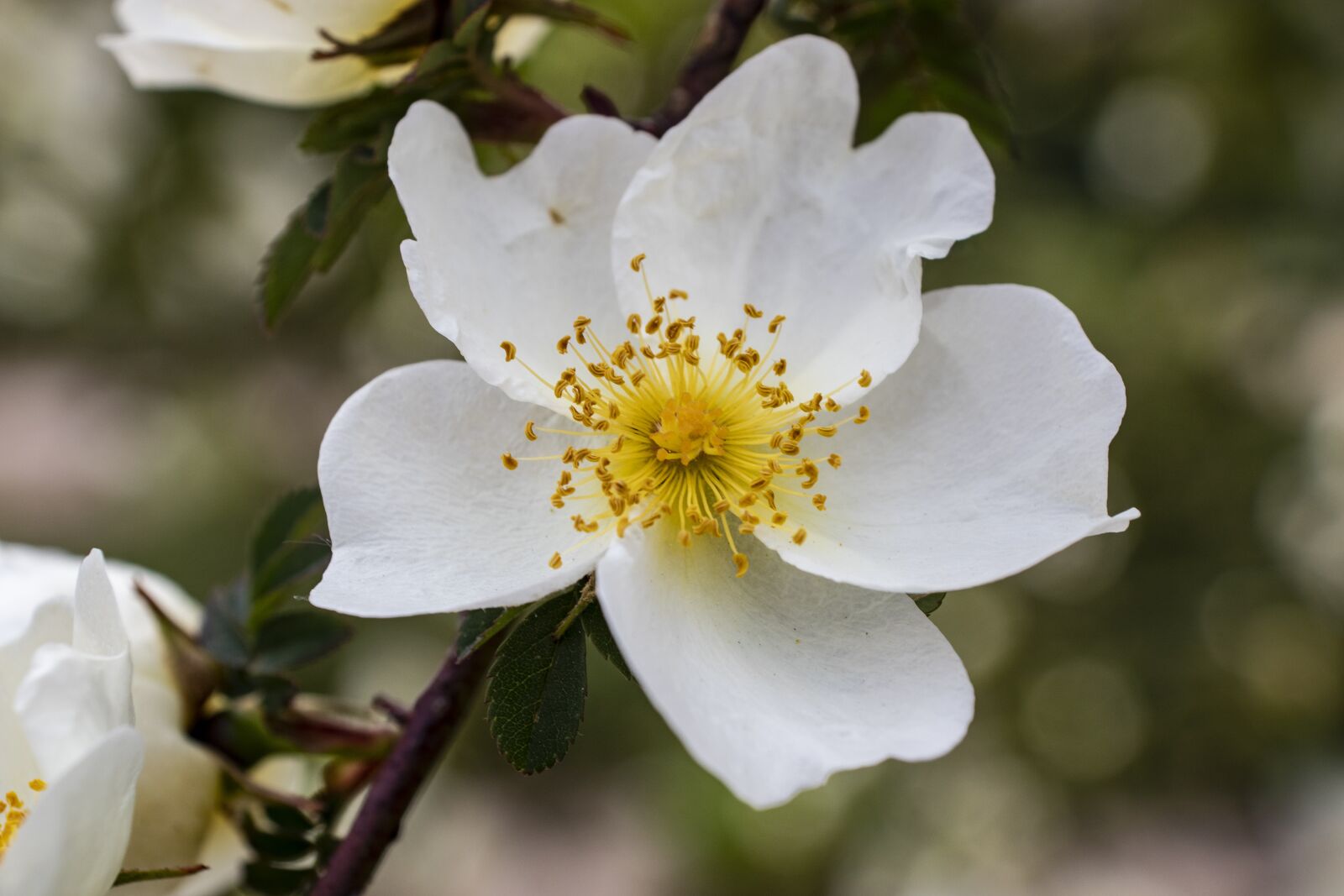 Canon EOS 200D (EOS Rebel SL2 / EOS Kiss X9) sample photo. Flower, tree, spring photography