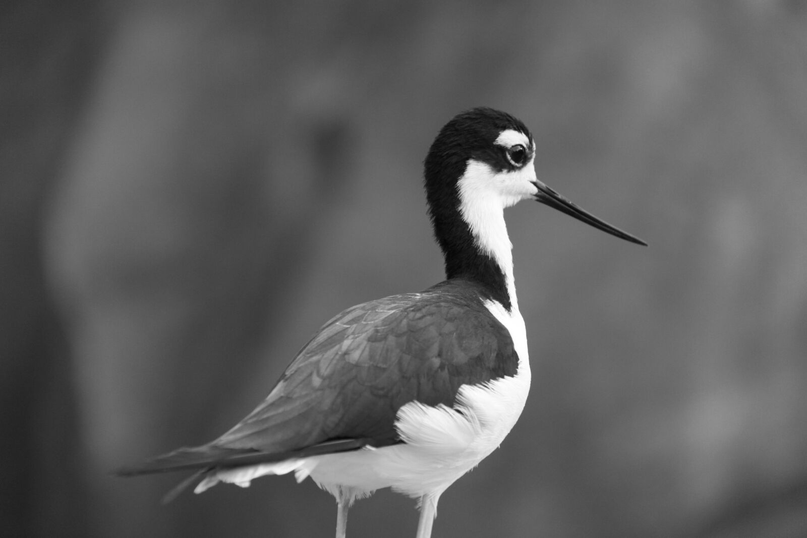 Canon EOS 50D sample photo. Black neck-stilt, stilt, wader photography