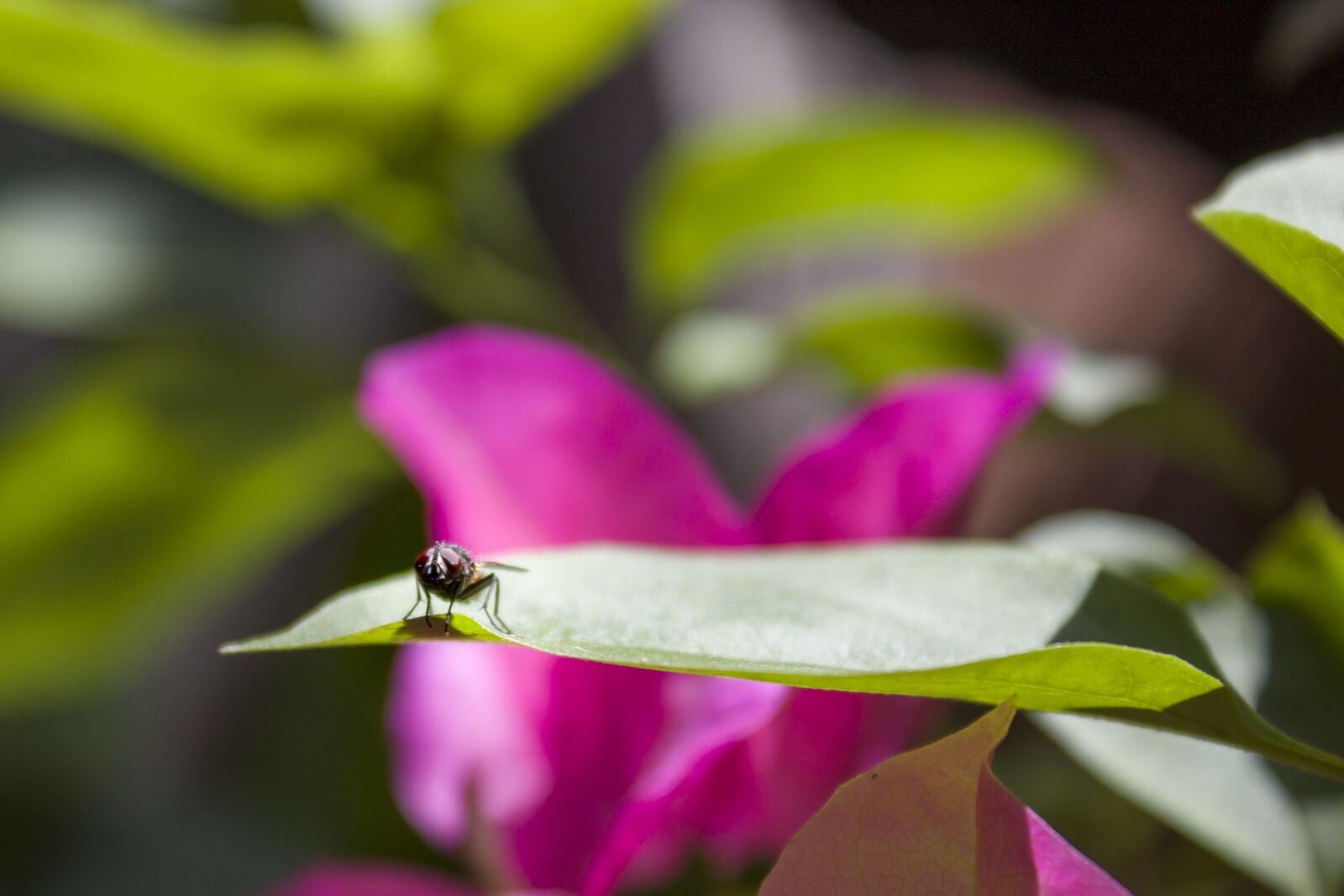 Canon EOS 1300D (EOS Rebel T6 / EOS Kiss X80) sample photo. Fly, garden, leaf photography