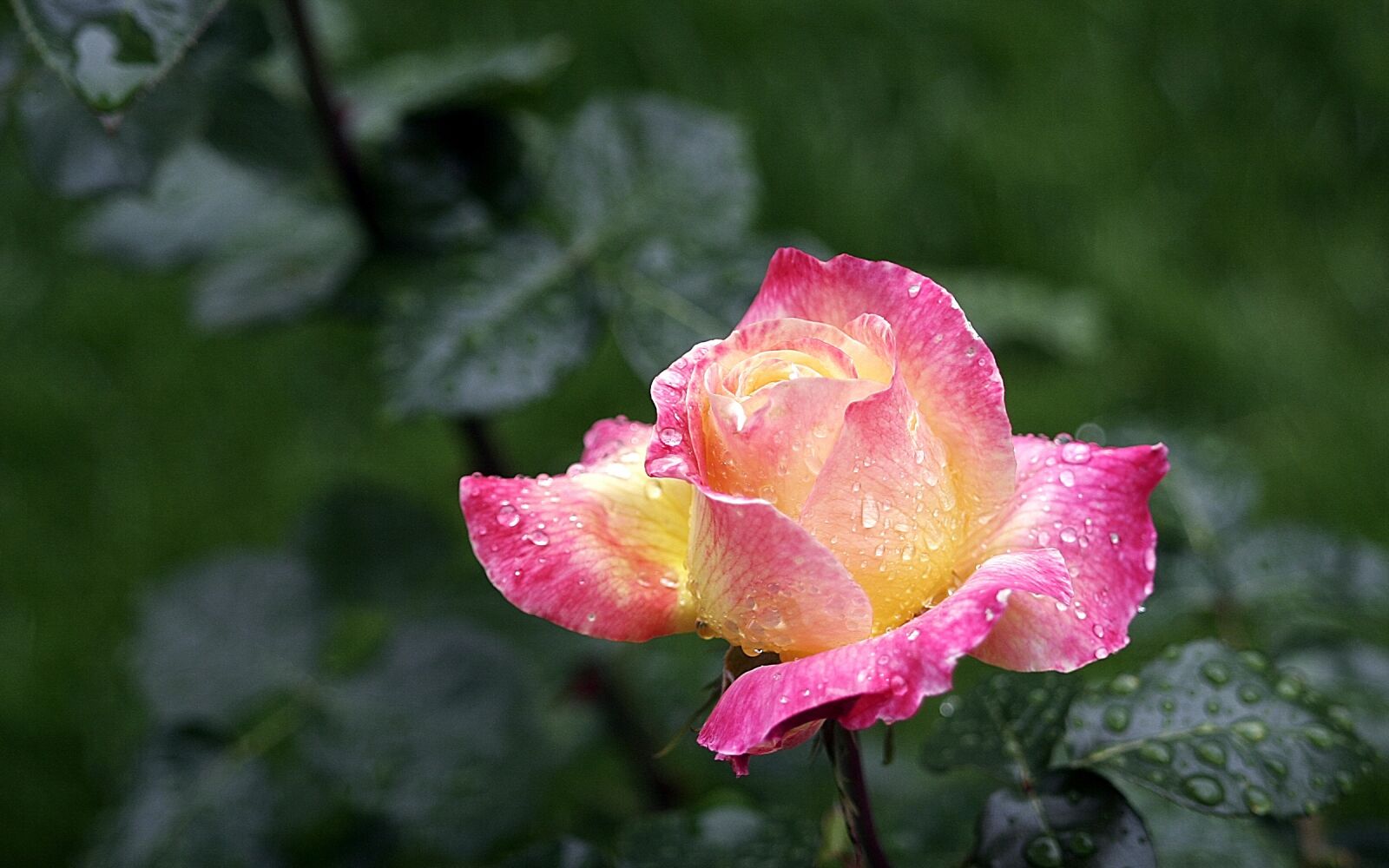 Canon EOS 20D sample photo. Rose, spring, pink rose photography