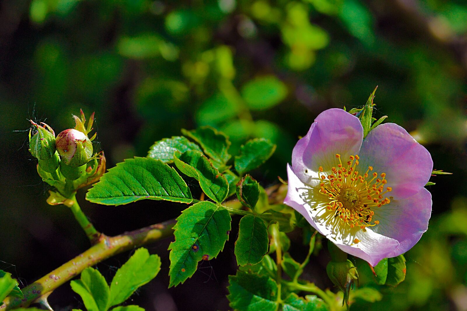 Nikon D5 sample photo. Nature, flower, spring photography