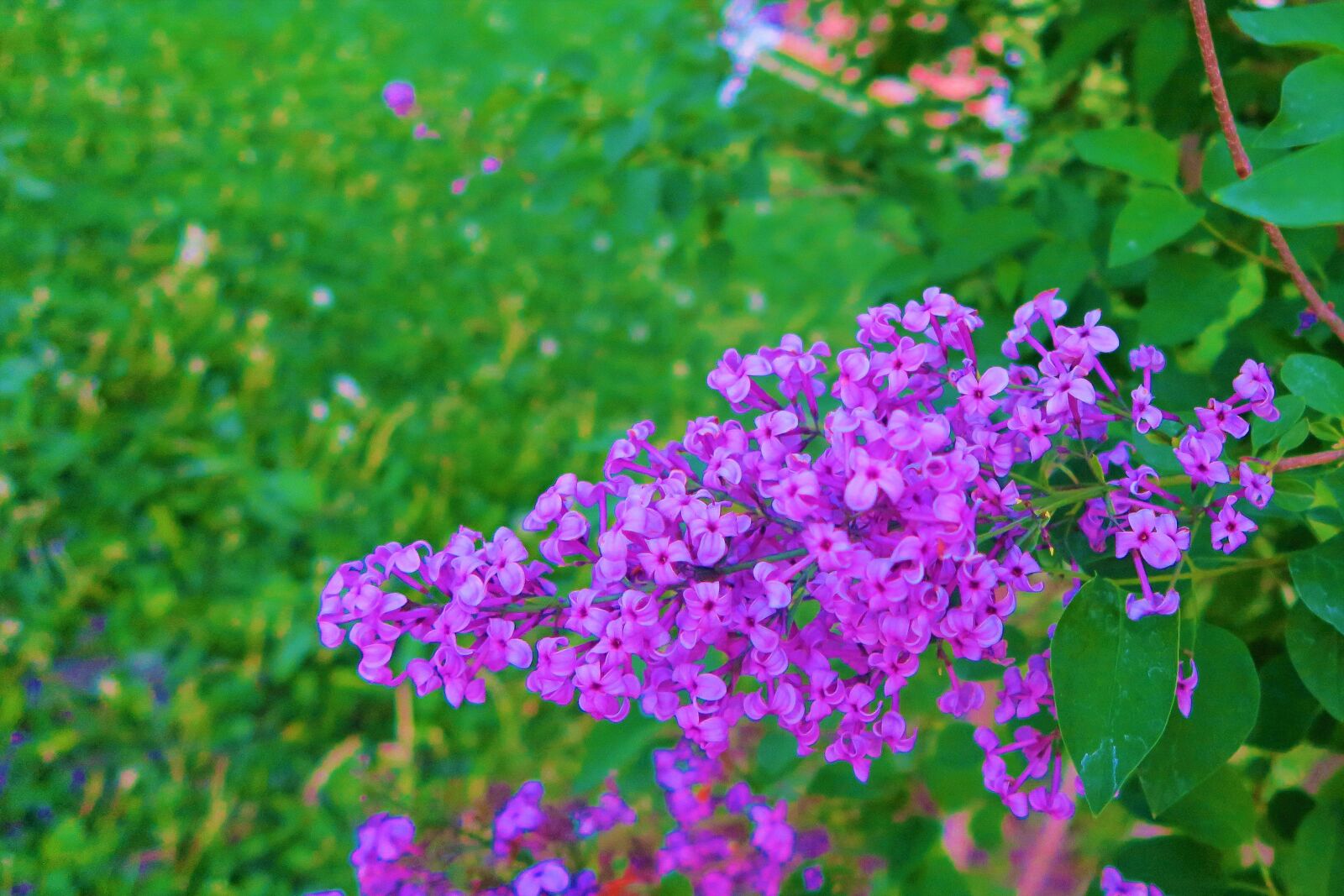 Canon PowerShot G7 X sample photo. Flowers, spring, flower photography
