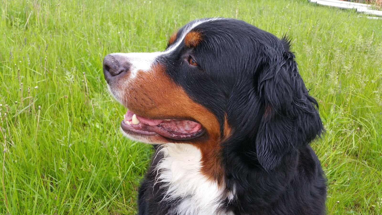 Samsung Galaxy Note4 sample photo. Bernese mountain dog, dog photography