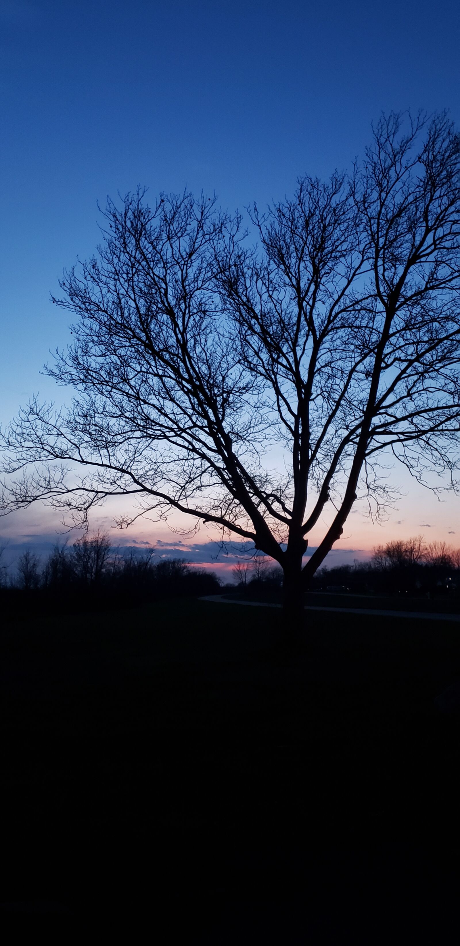 Samsung Galaxy S9+ sample photo. Sunset, tree, silhouette photography