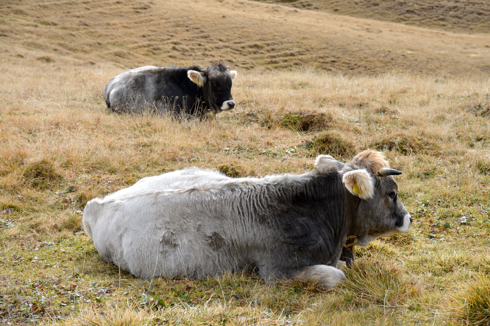 Nikon D3200 sample photo. Cows, cow, pasture photography