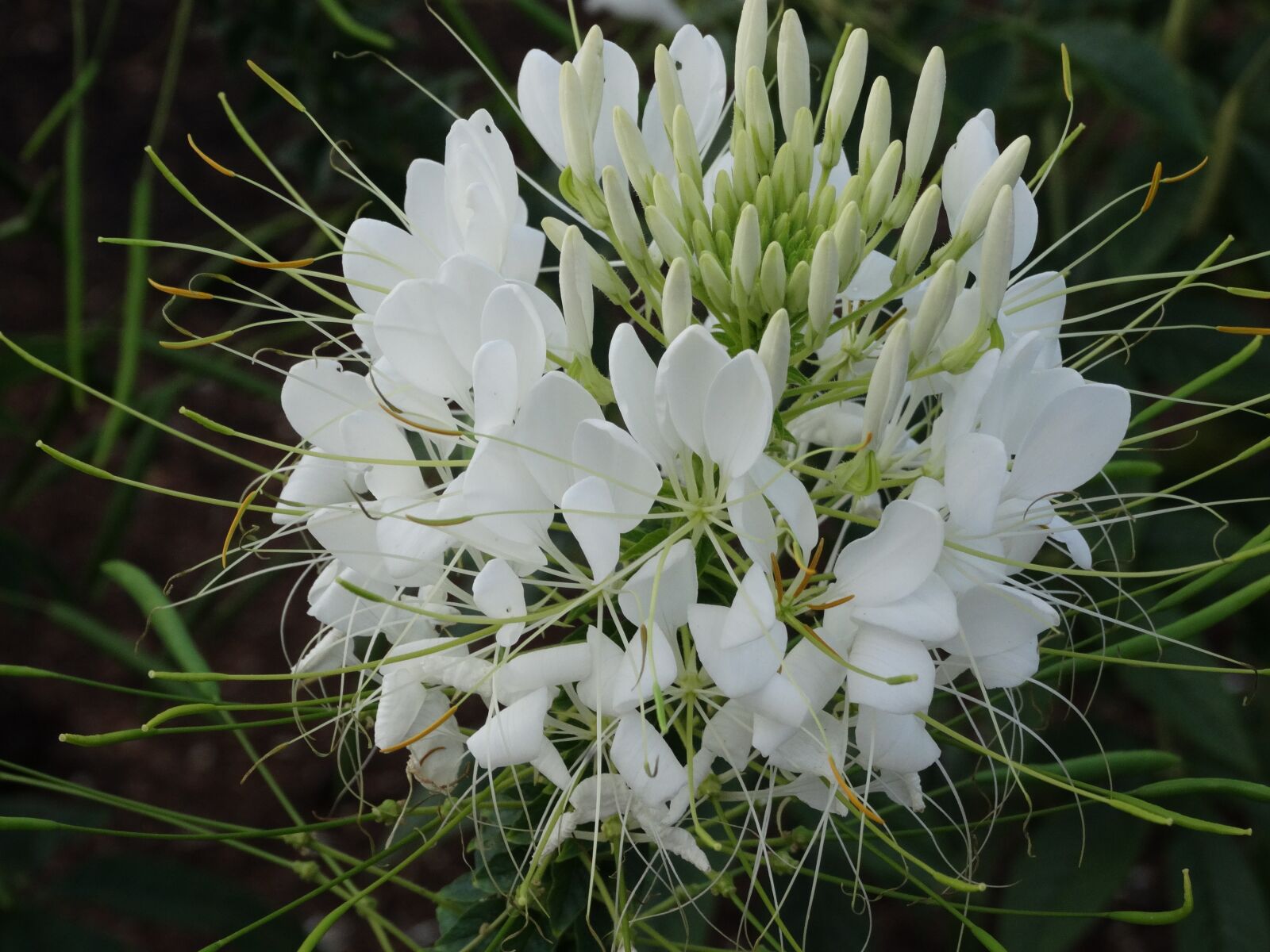 Sony Cyber-shot DSC-HX300 sample photo. Flower, white, garden photography