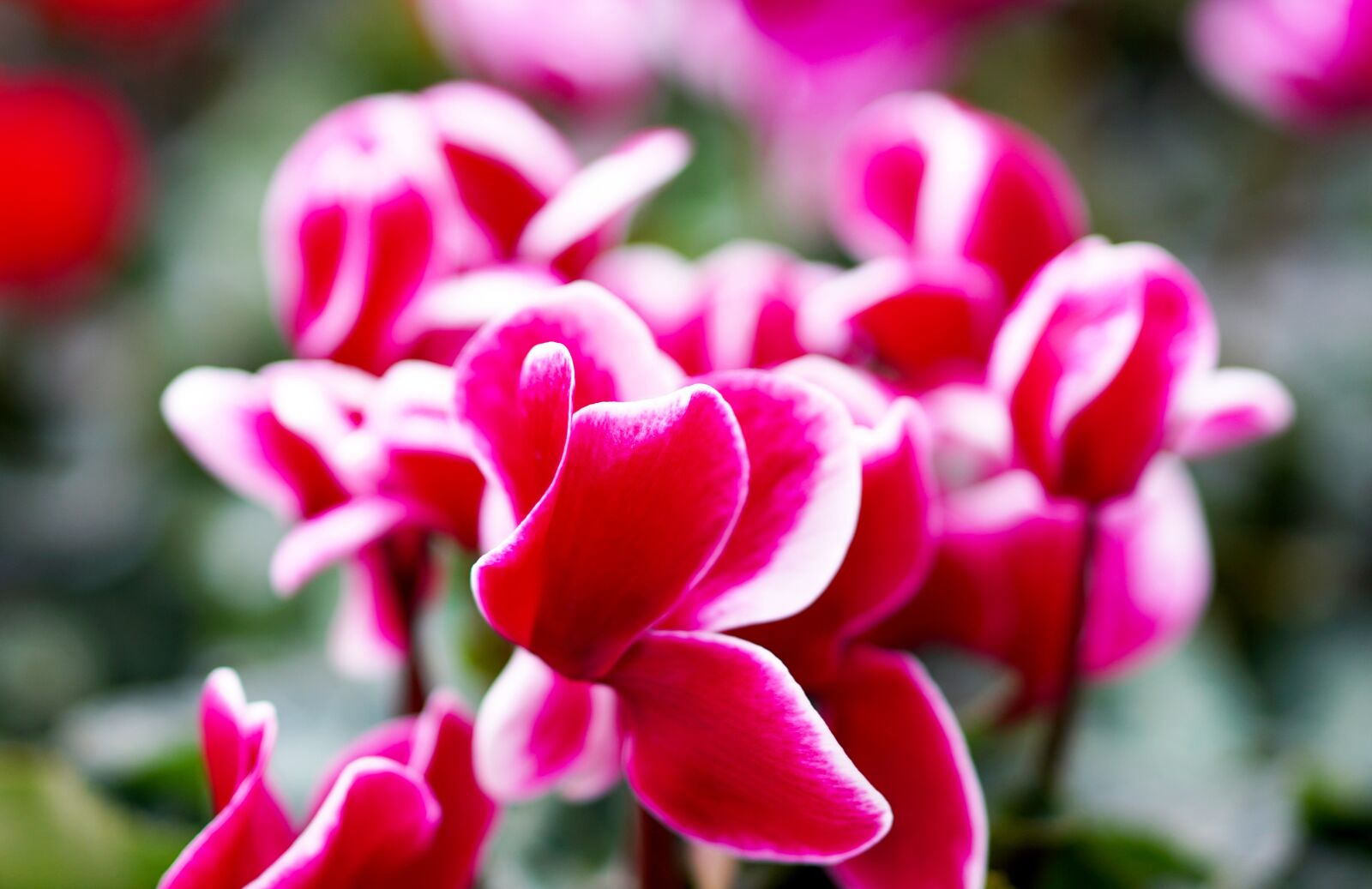 E 50mm F1.8 OSS sample photo. Alpenveilen, flower, blossom photography