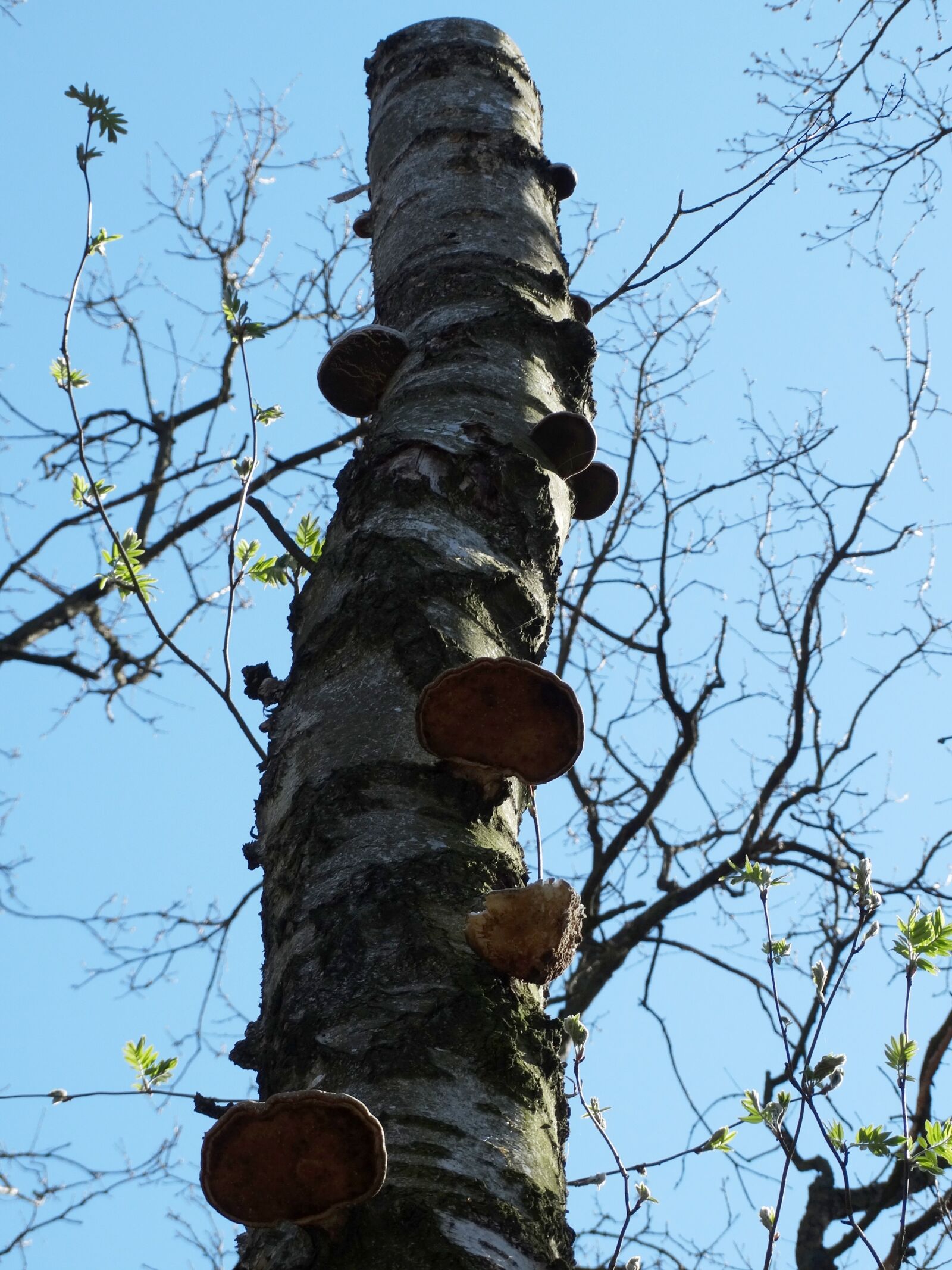 Sony Cyber-shot DSC-HX300 sample photo. Hub, chaga, health photography